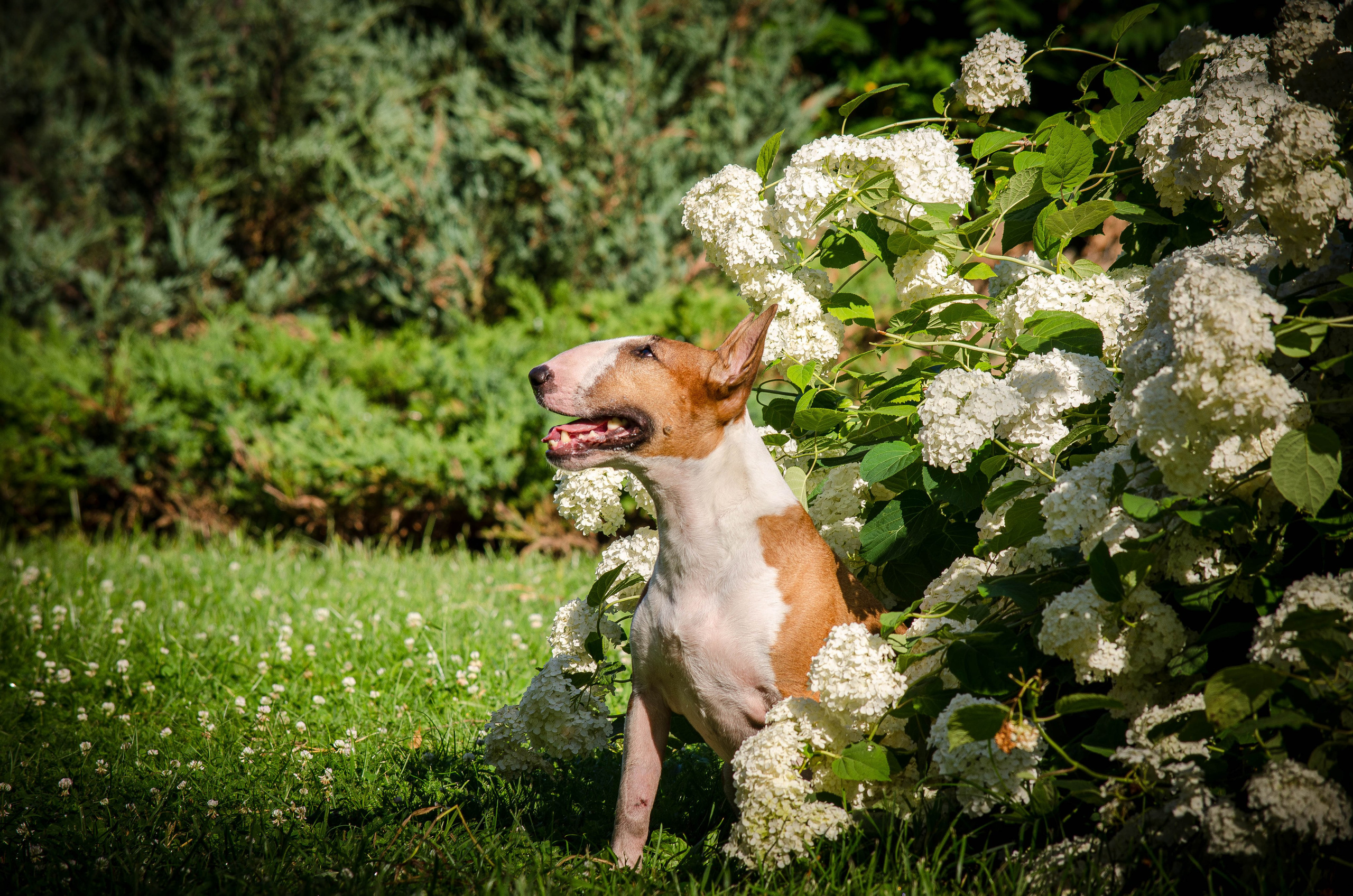 Пуля. Фотограф Светлана Блинова, Москва и Московская область