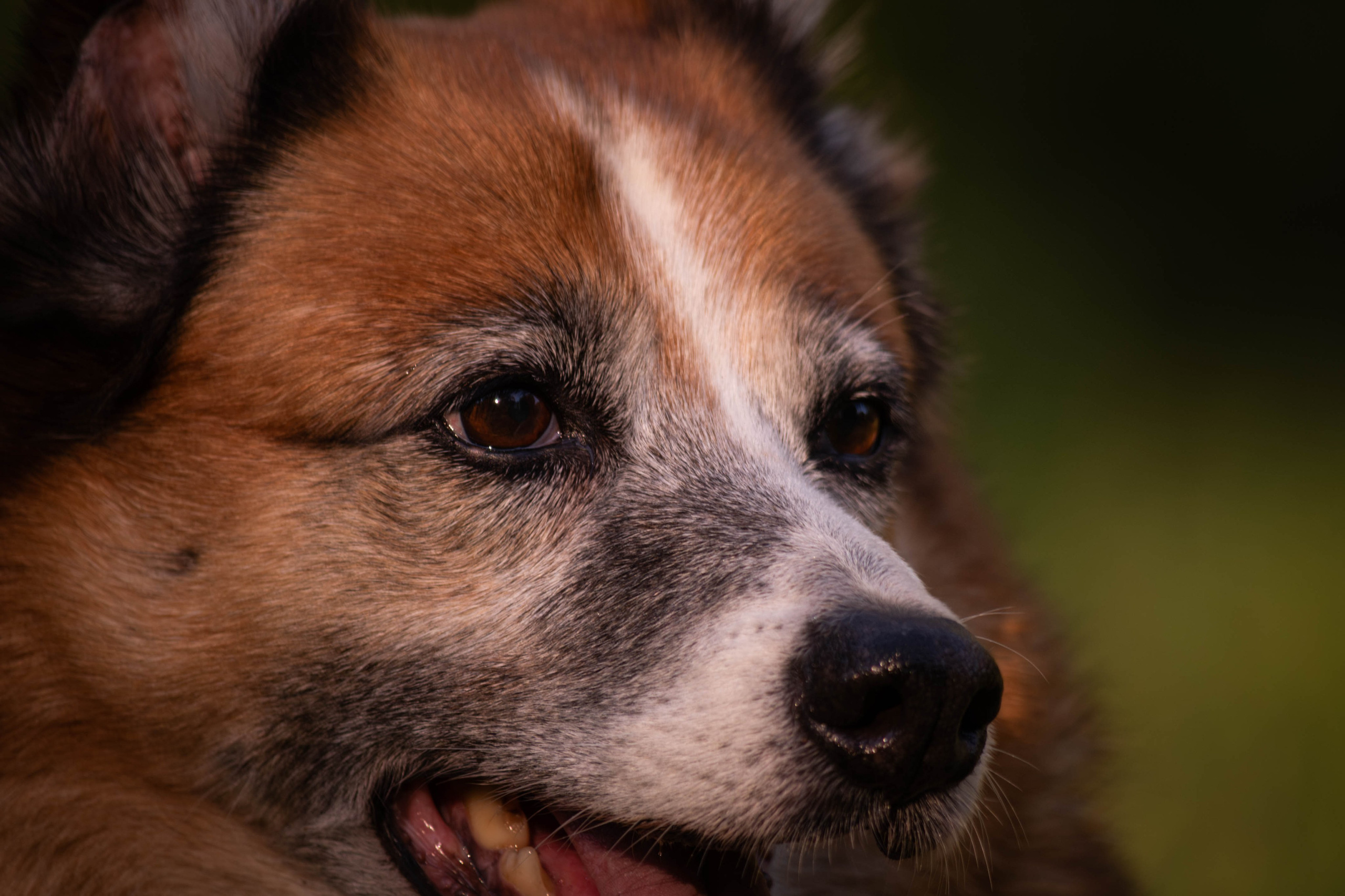 Ник и Полина. Фотограф Светлана Блинова, Москва и Московская область