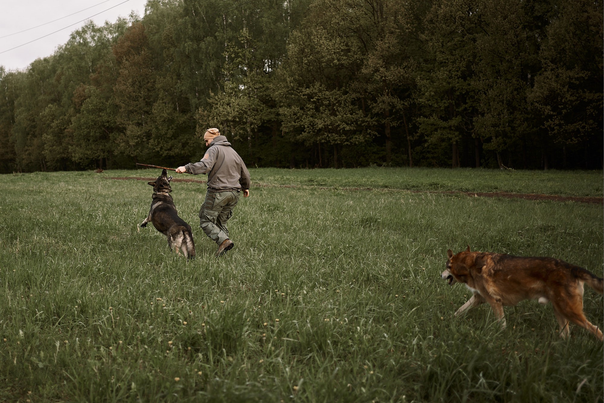 Дима, Рыжий и Воля. Фотограф анималист Москва Дарья