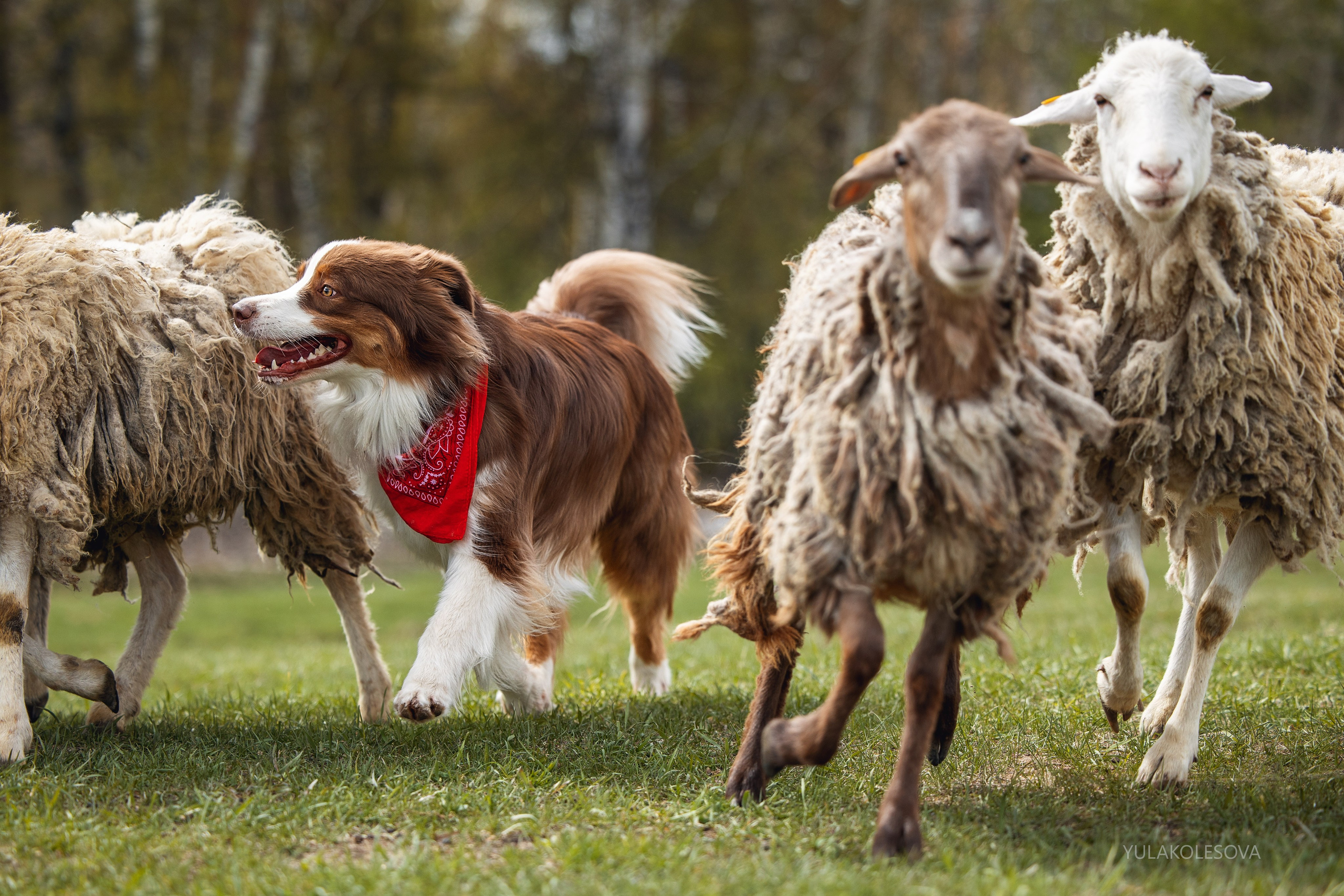 Аусси день 15.05.2024. YULA KOLESOVA | Фотограф — Анималист | Художник | Тюмень