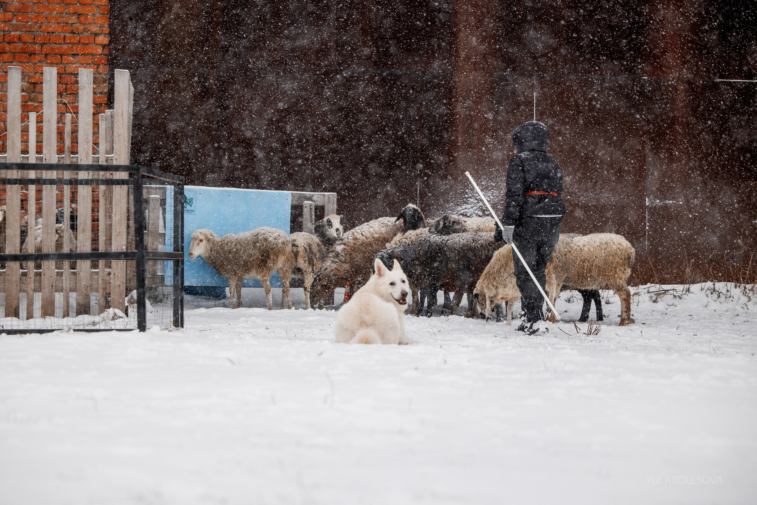 Пастуший интенсив, ноябрь 2024. YULA KOLESOVA | Фотограф — Анималист | Художник | Тюмень