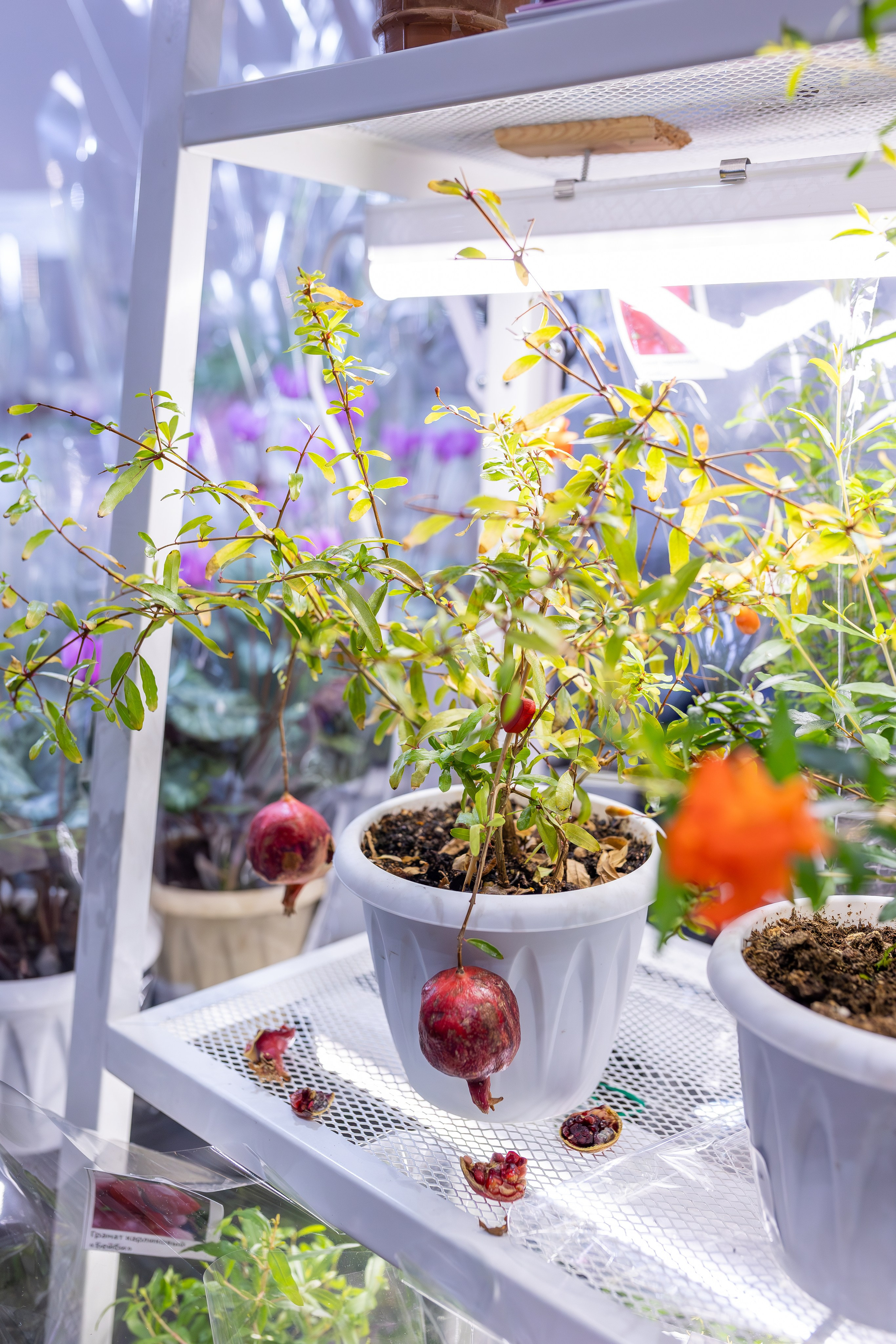 Монстериум апрель 2026. Александра Куликова фотограф, Москва