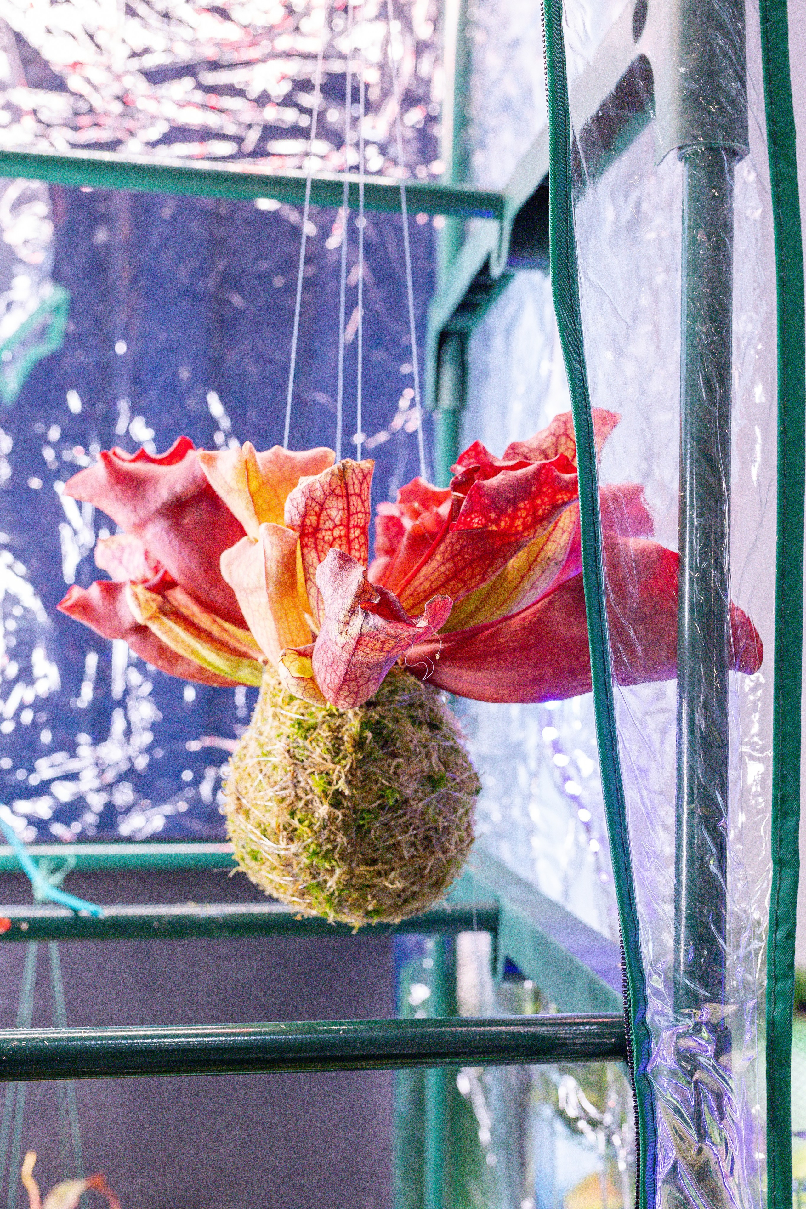 Монстериум 11–12 октября. Александра Куликова фотограф, Москва