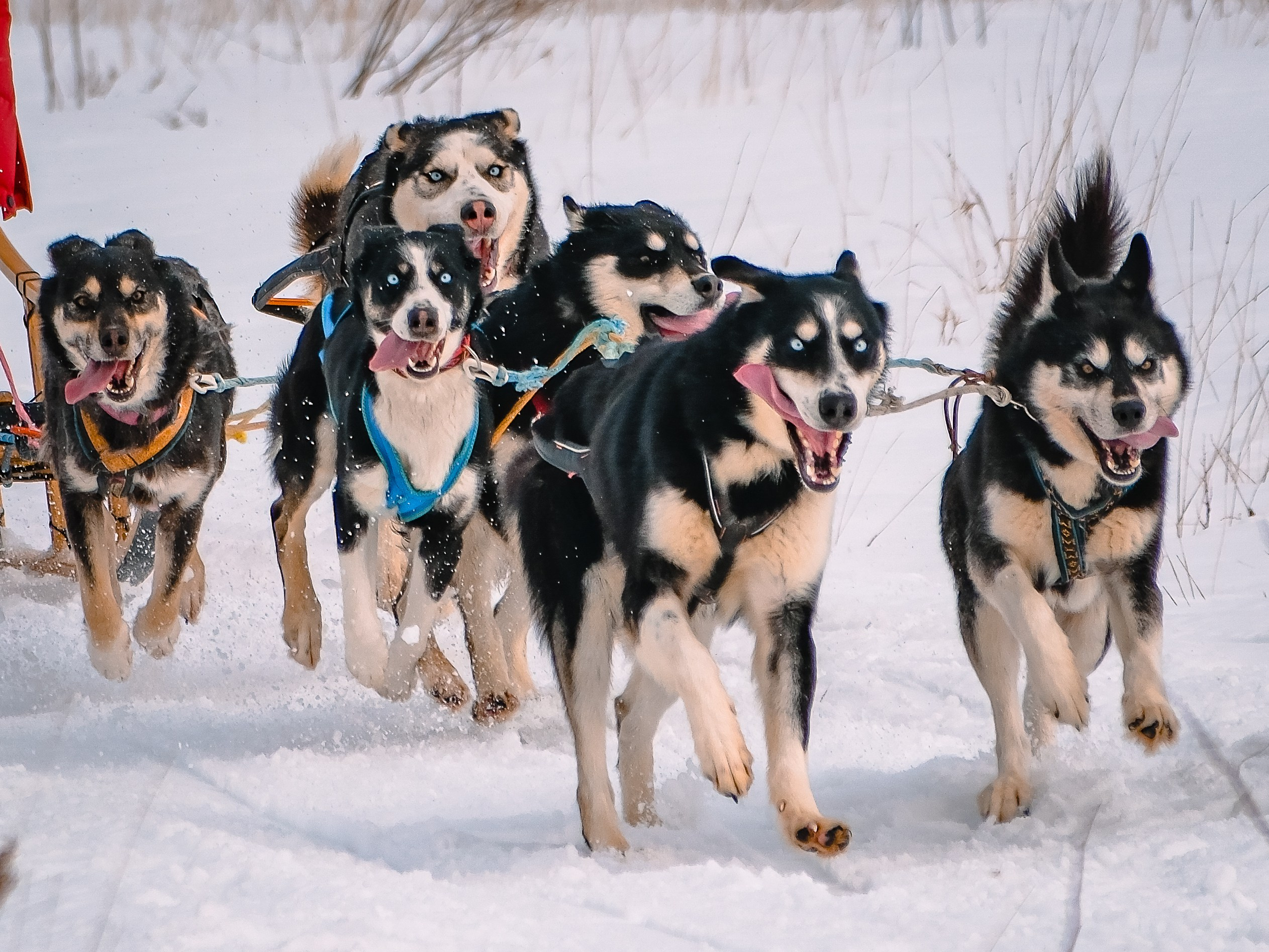 Фестиваль ездового спорта. Фотограф. г. Южно-Сахалинск. Олег Толстов
