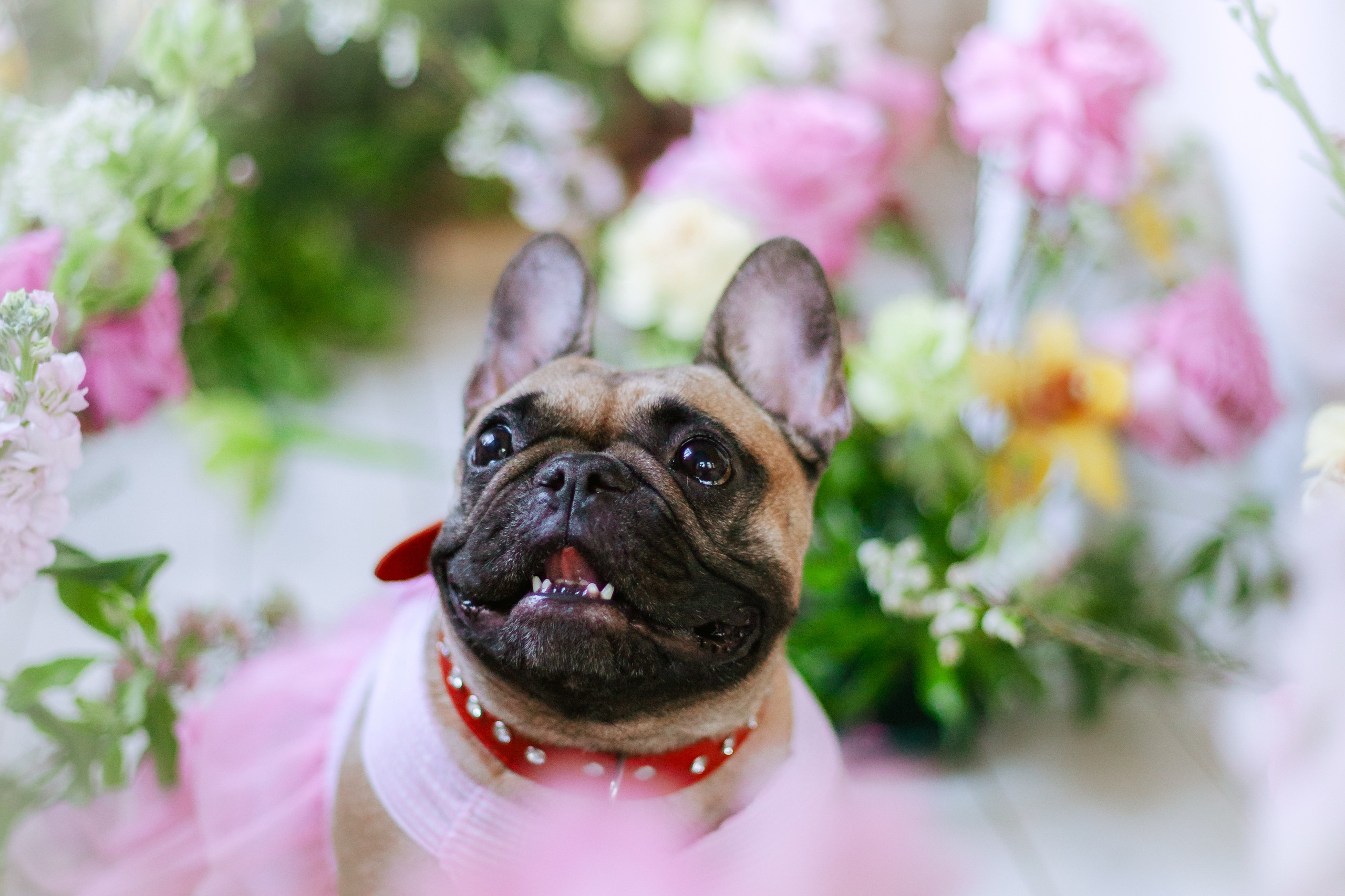 Наталья и Фрося. Фотограф-анималист Татьяна Степанова