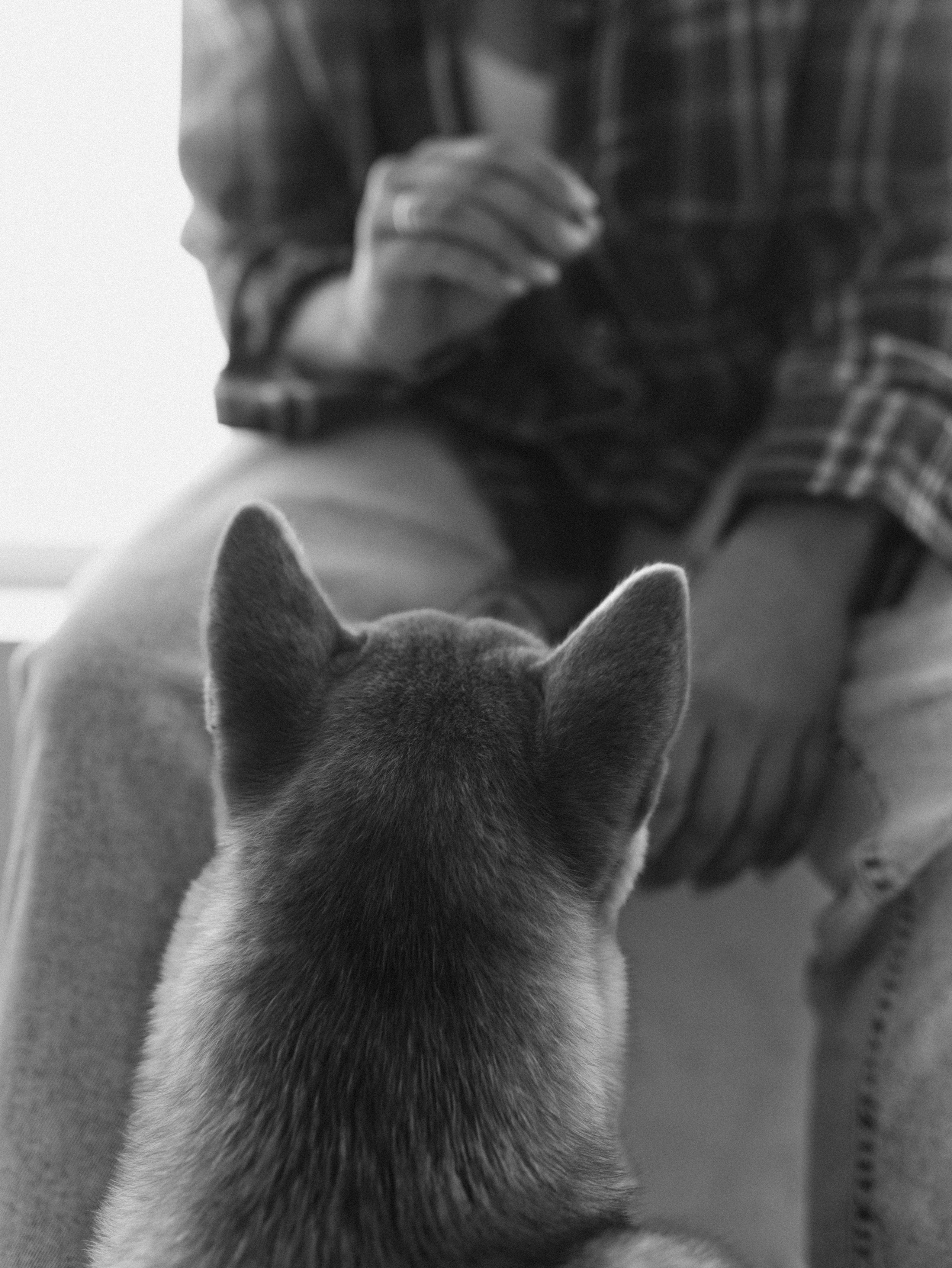 Мика и Настя. Фотограф-анималист в Москве Кириллова Татьяна