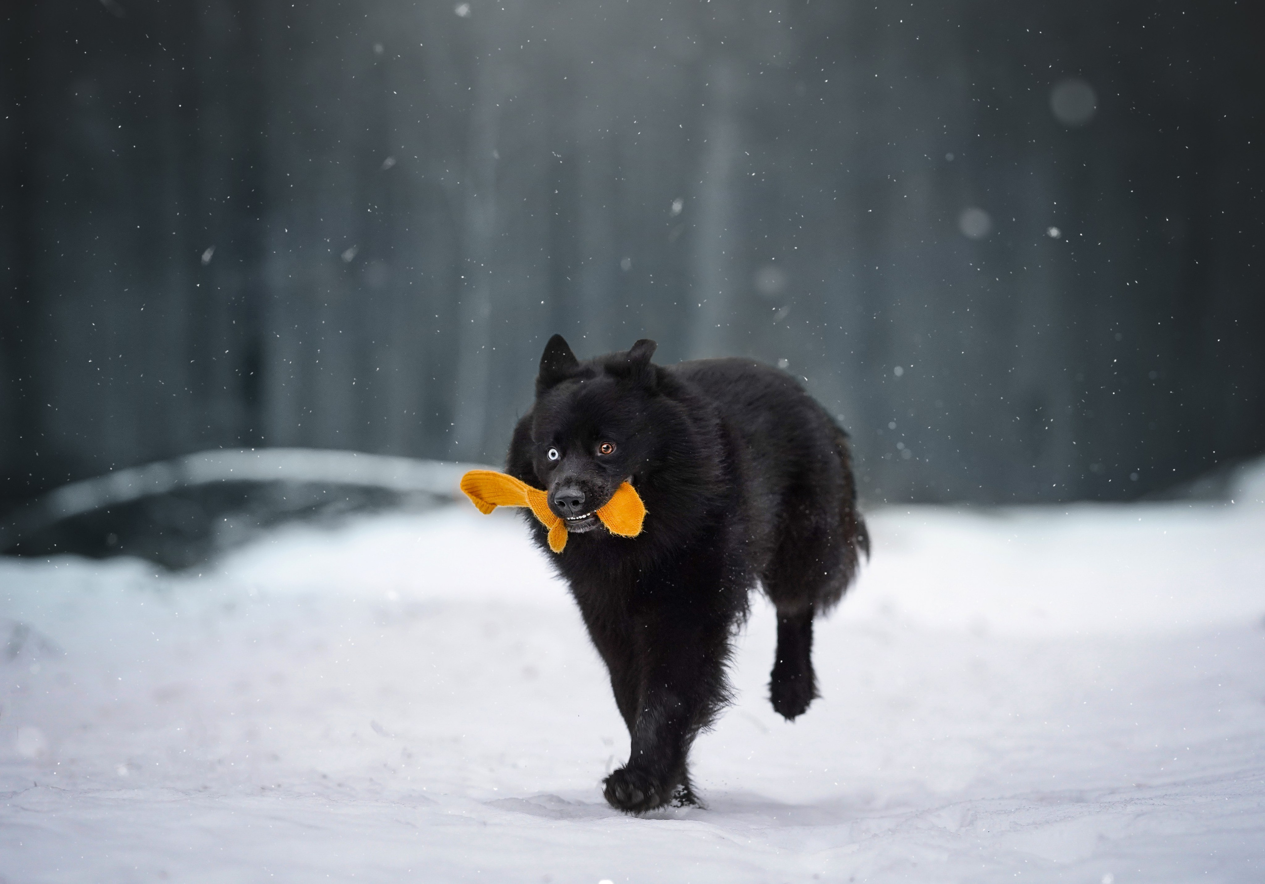 Лора Джанго и Хэппи. Фотограф-анималист в Санкт-Петербурге Яна Мартынова