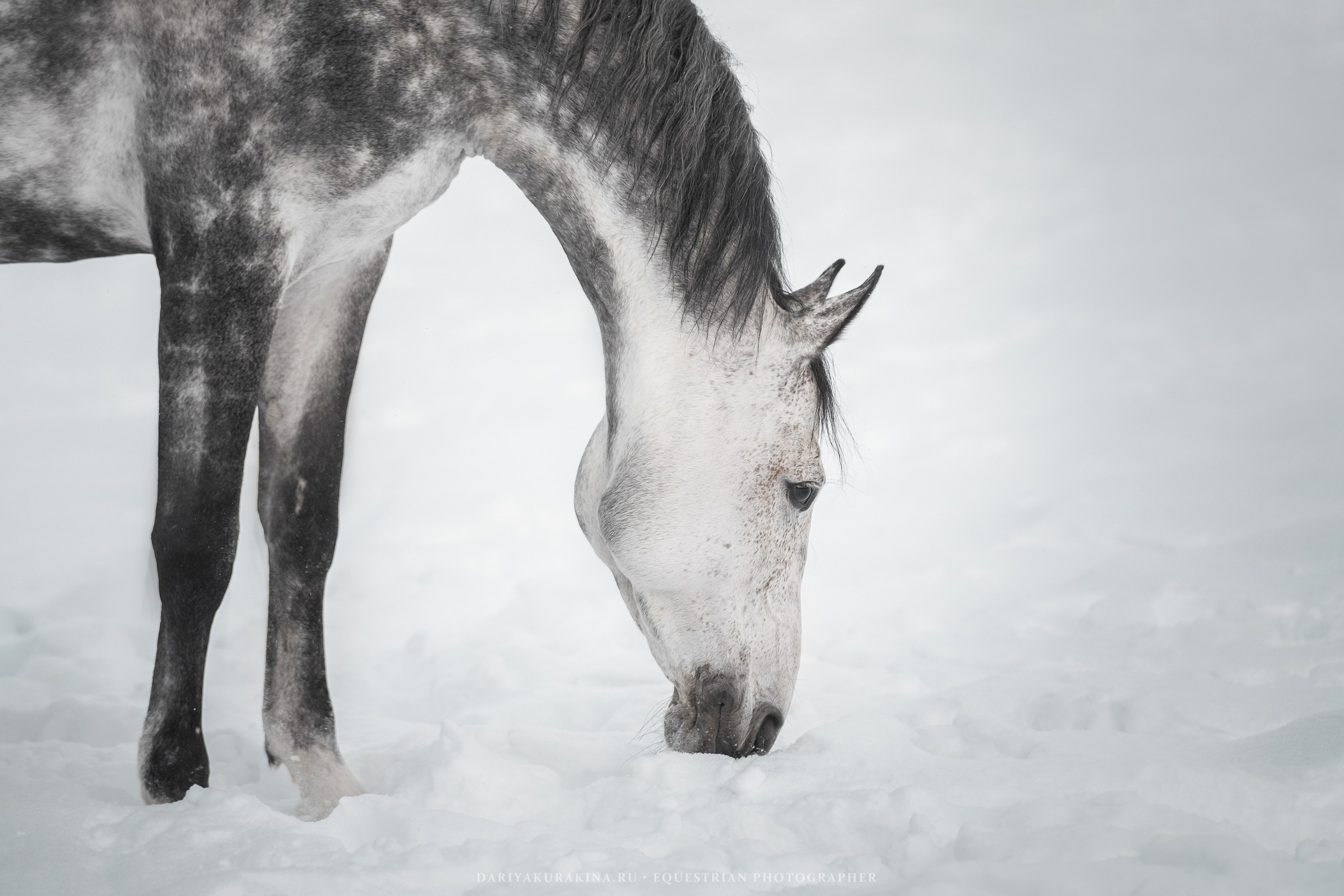 Ловеласка и Клистал Лав, «ЮНА». Конный фотограф Куракина Дарья • Фотосессии с лошадьми