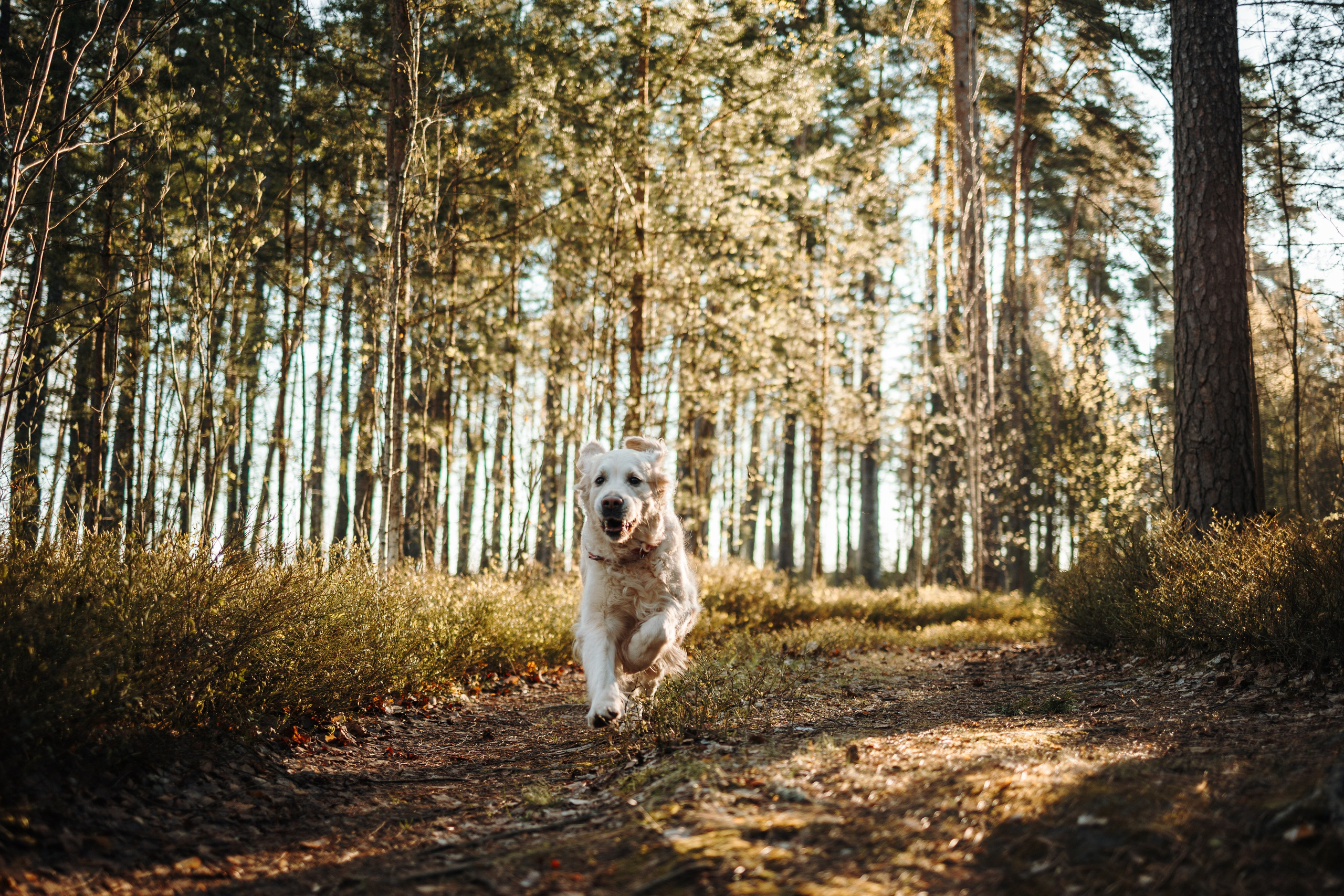 Катя и ее девочки. Фотограф — Анималист | Санкт-Петербург
