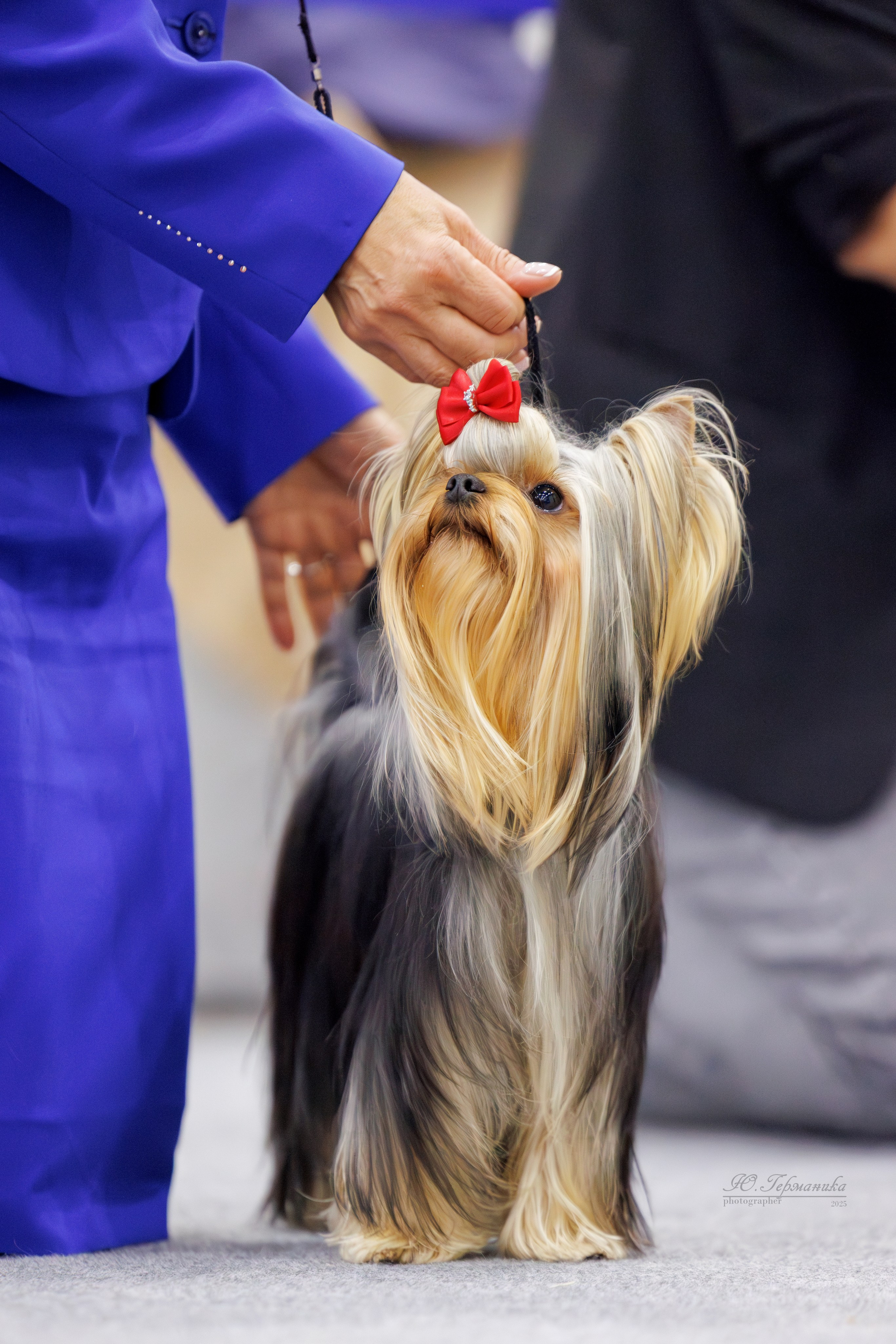 Питер 12-13.12.2025. Фотограф-анималист Юлия Германика