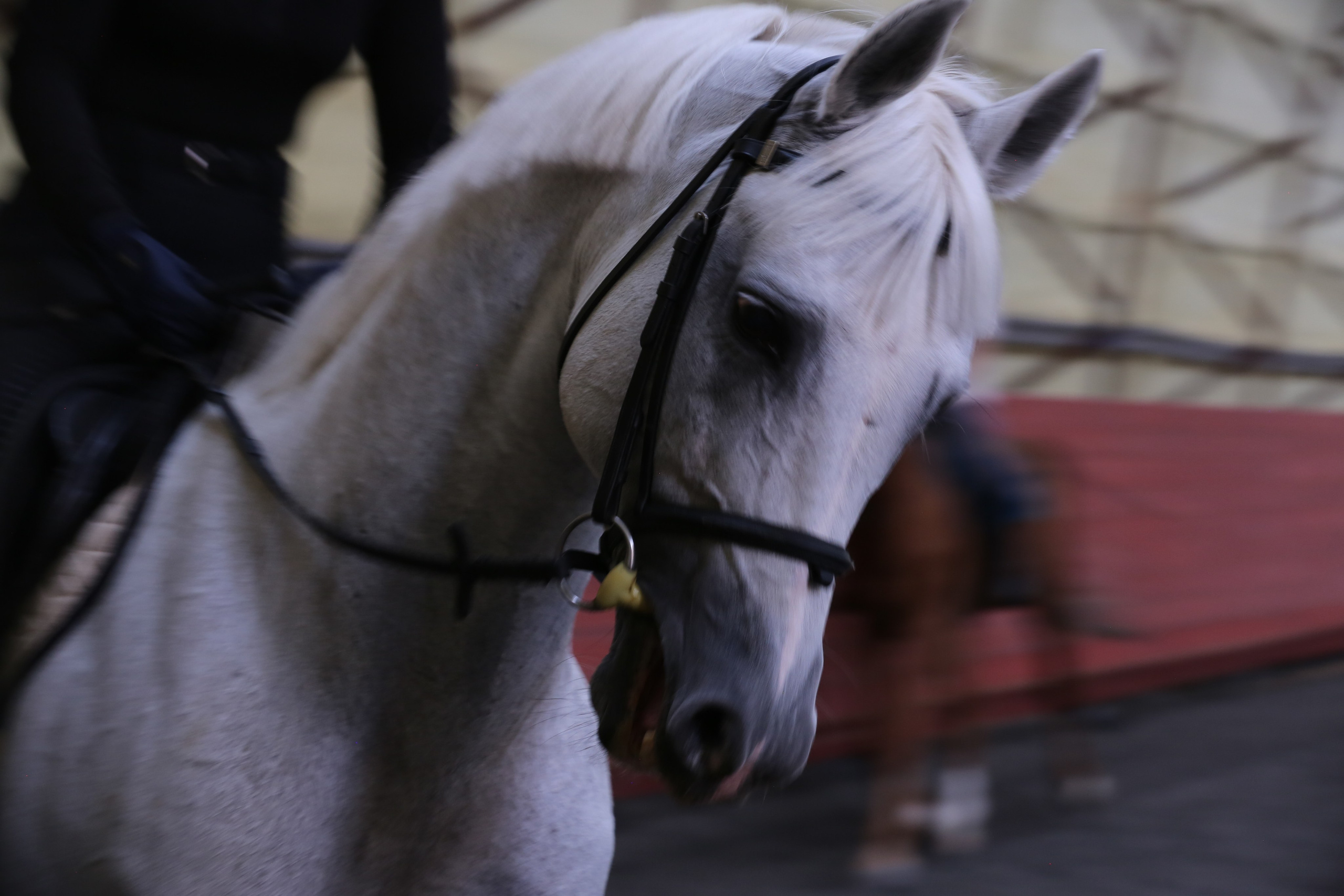 In a horse club NIMB. Фотограф Антонина Гудкова