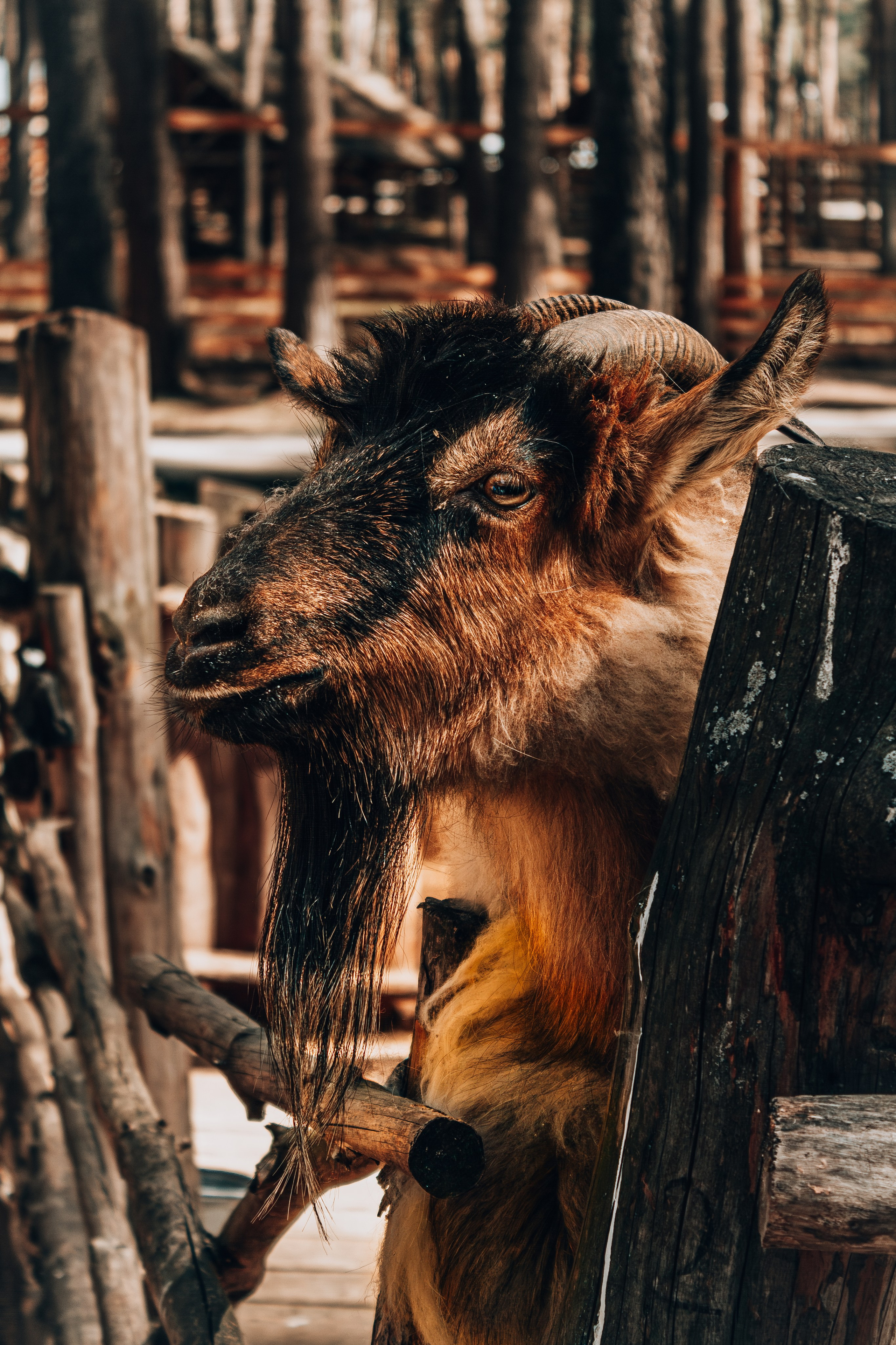 Животные. Фотограф в Новокузнецке