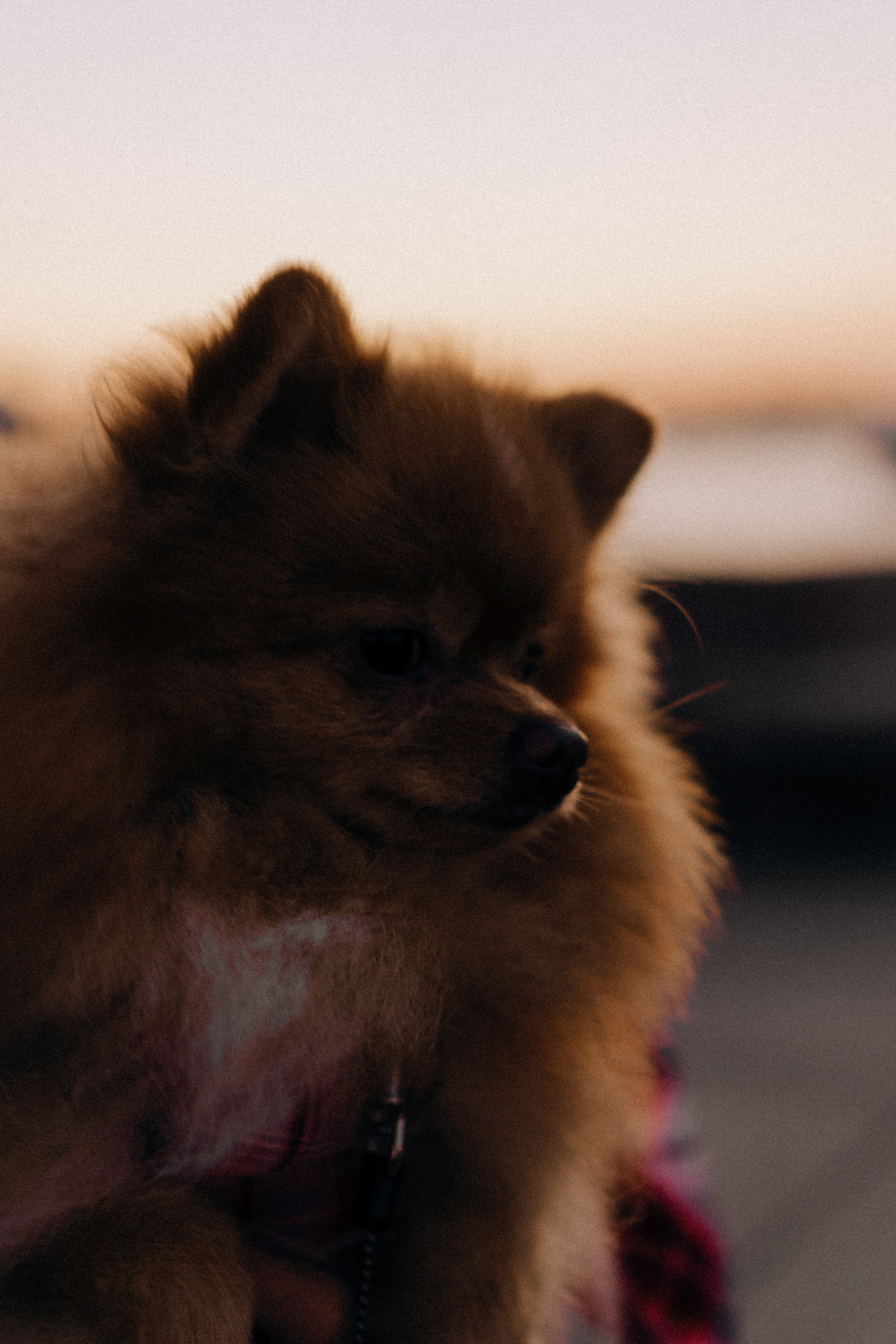 РАССВЕТНАЯ ИСТОРИЯ. Профессиональный фотограф, Санкт-Петербург — Виктория Богомолова