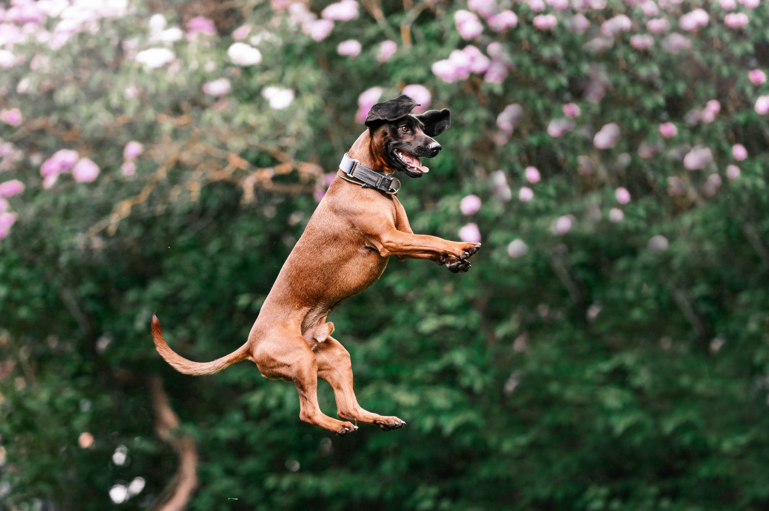 Вольт. Фотограф-анималист