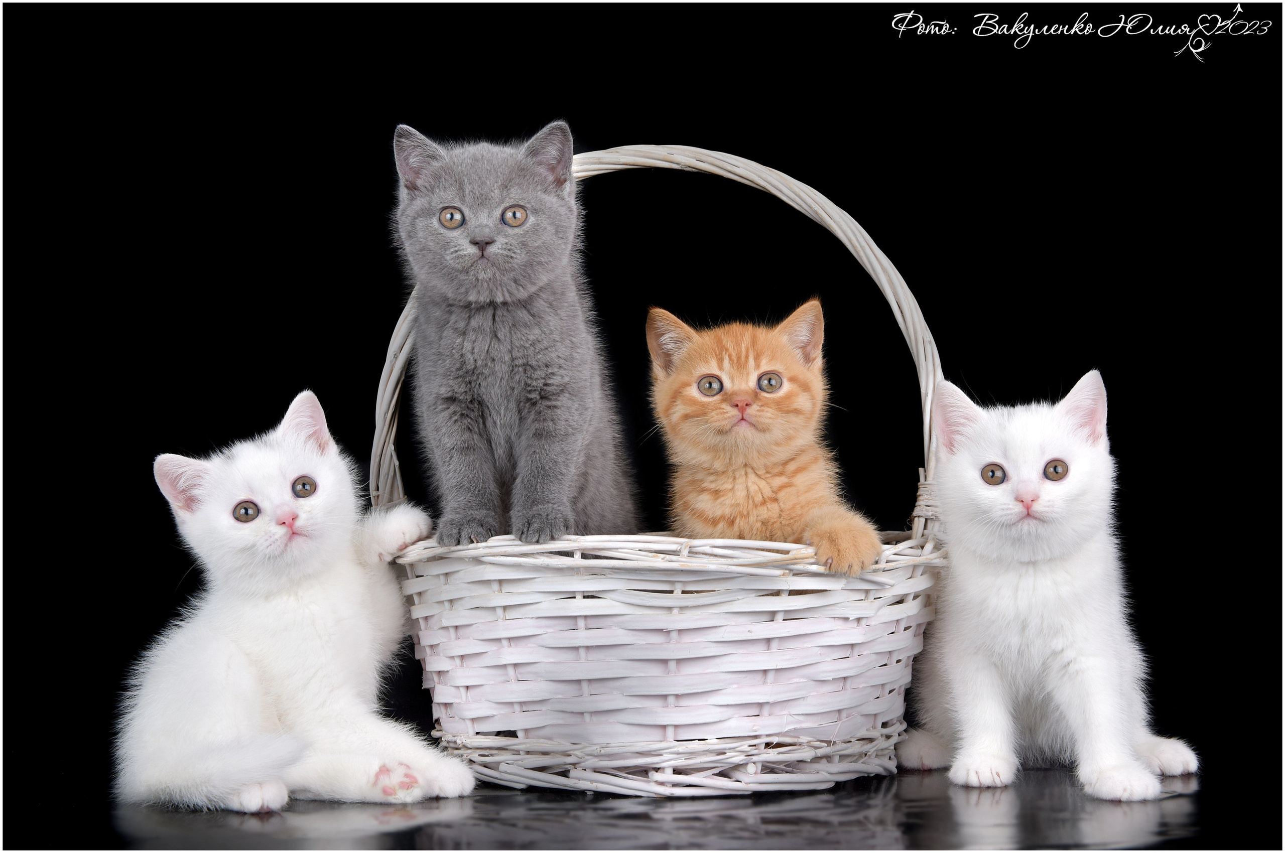 Котята. Фотограф анималист | семейный Юлия Вакуленко, г. Краснодар