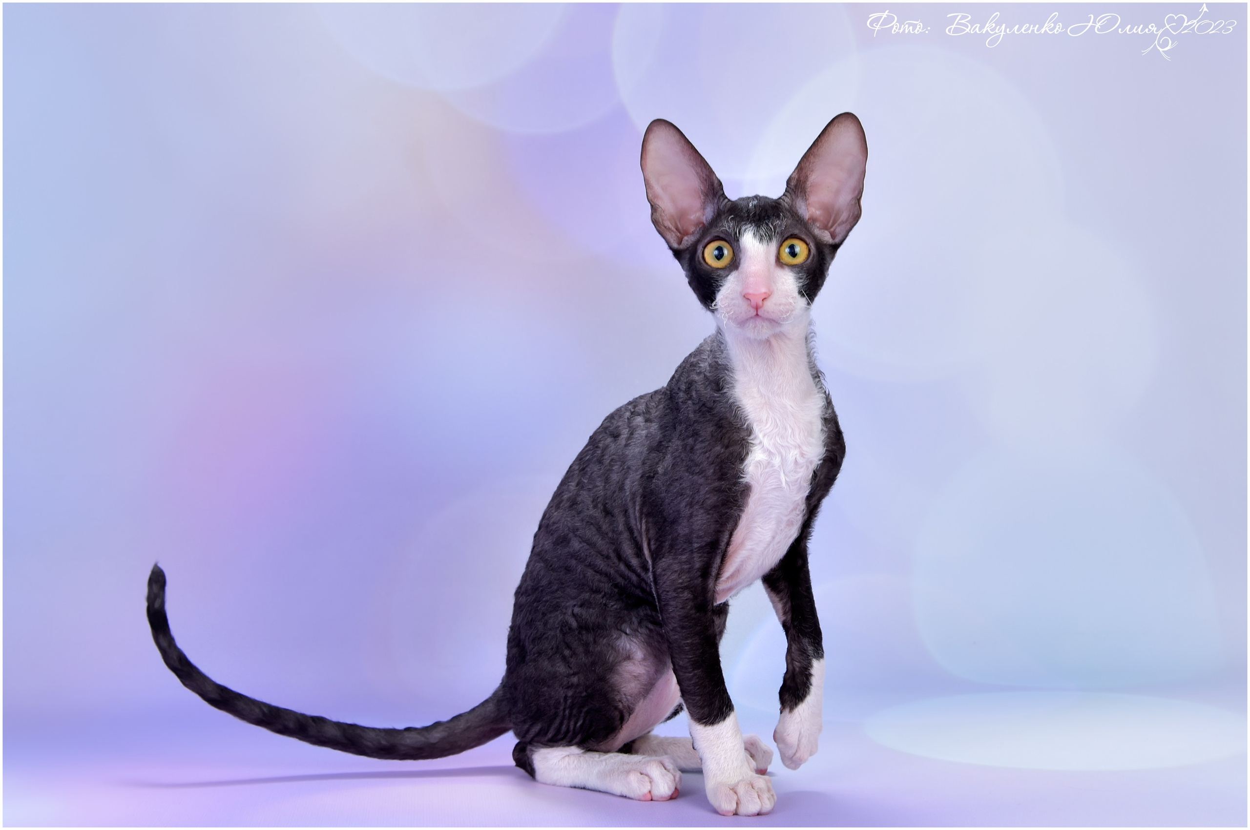 Котята. Фотограф анималист | семейный Юлия Вакуленко, г. Краснодар