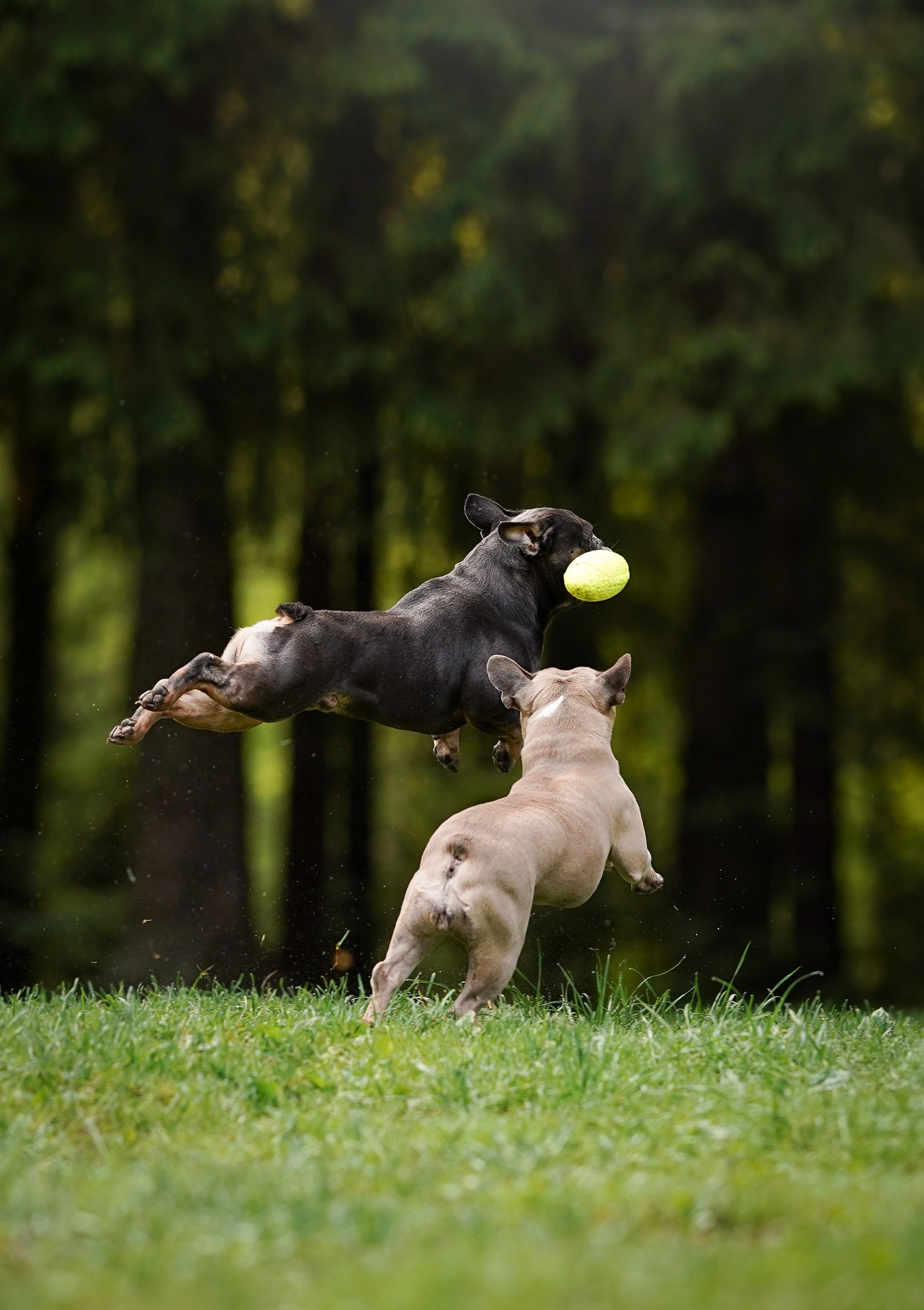 Юлия Петя и Моника. Фотограф-анималист в Санкт-Петербурге Яна Мартынова