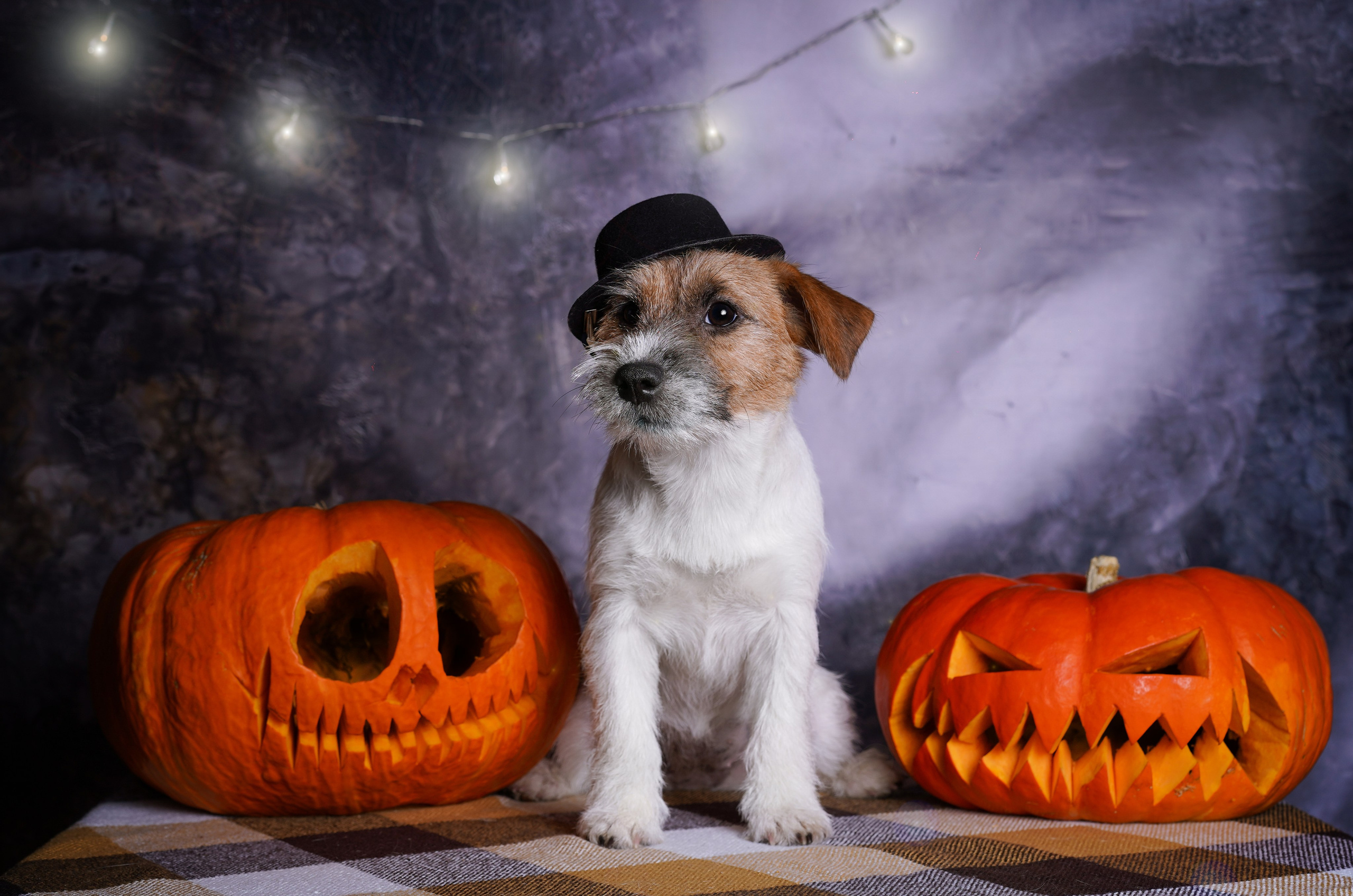 Щенки джек-рассел терьера. Фотограф-анималист в Санкт-Петербурге Яна Мартынова