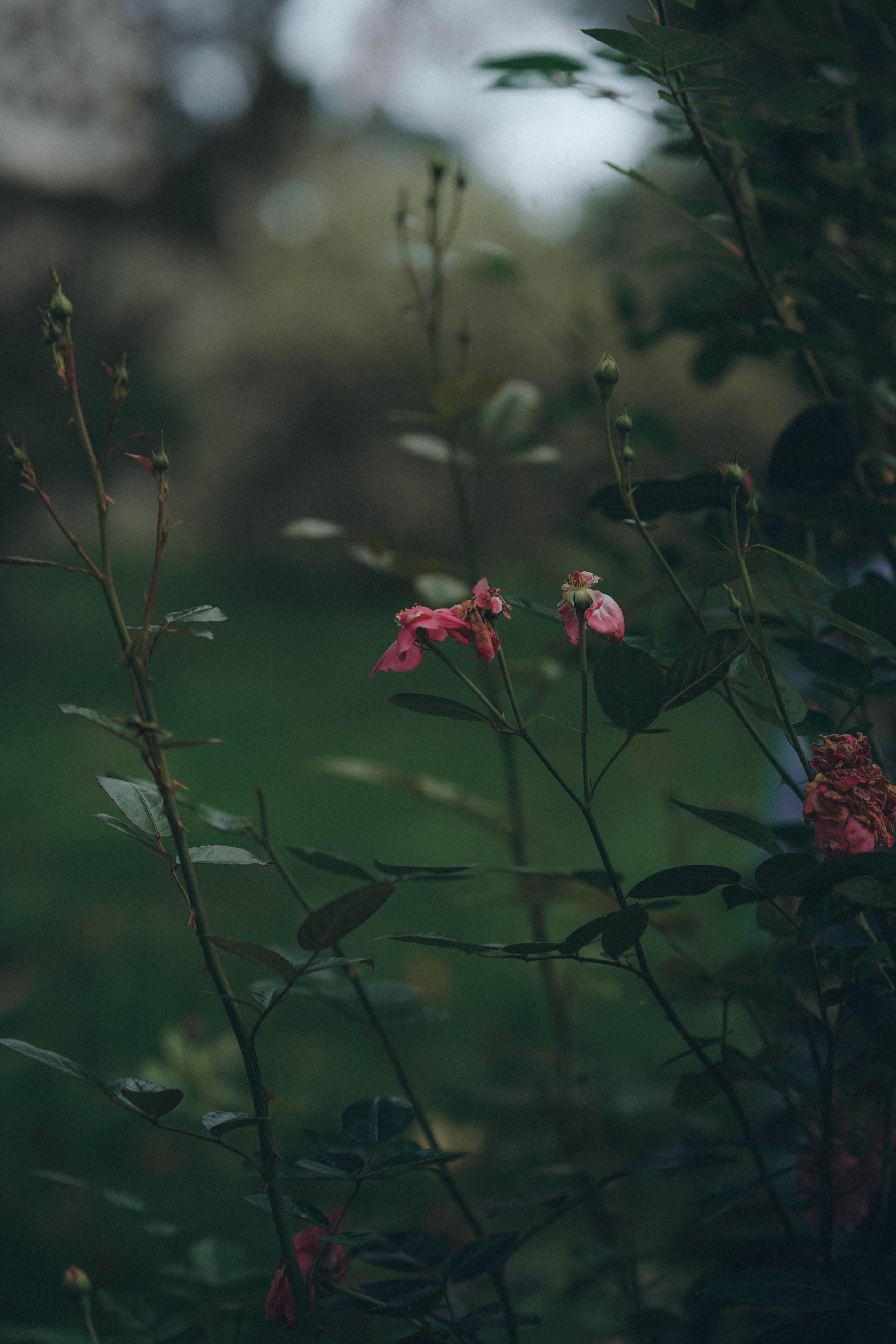 Красота есть вечное настоящее. Семейный и свадебный фотограф