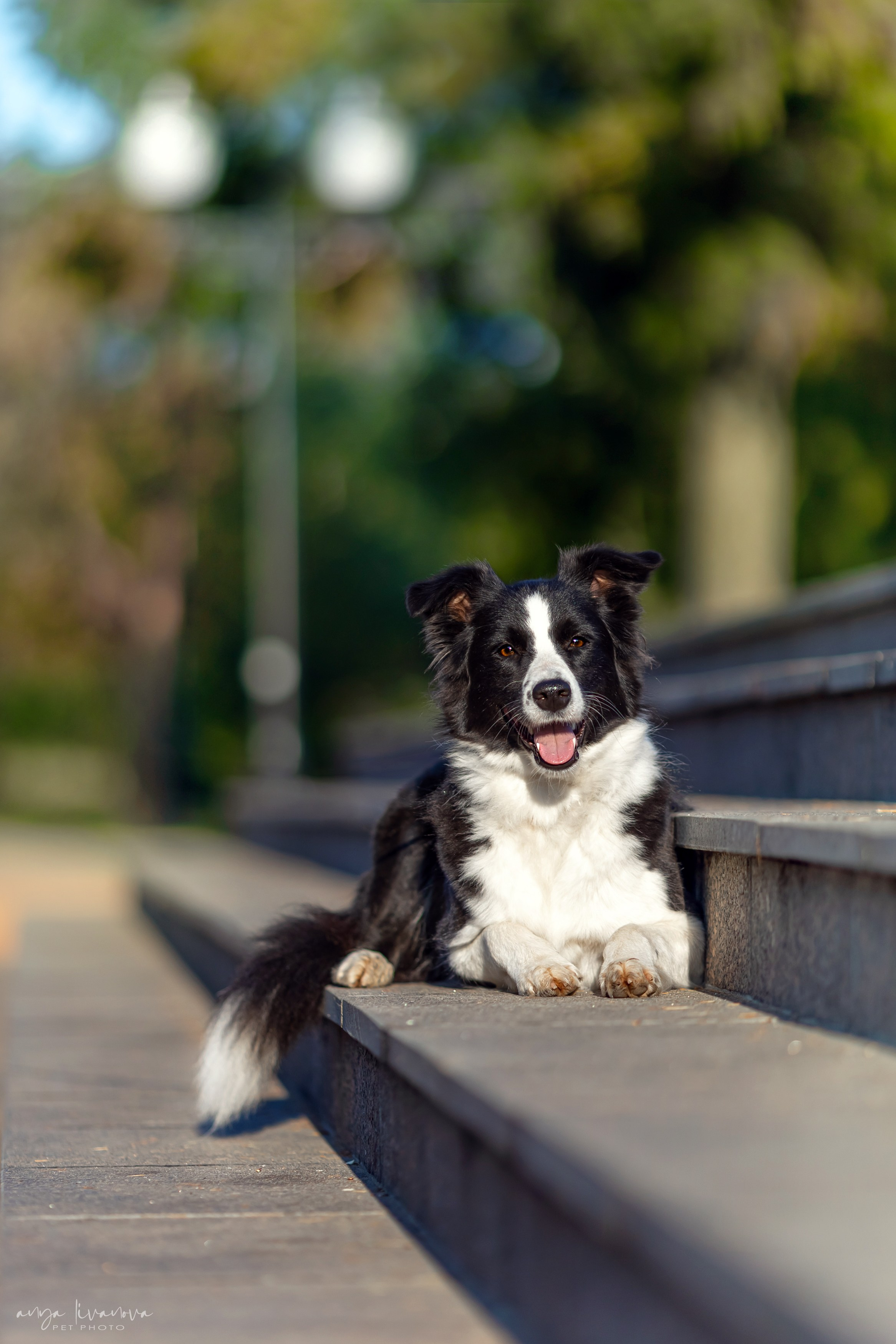 Алена и Майли. Фотограф анималист Аня Ливанова | Рыбинск
