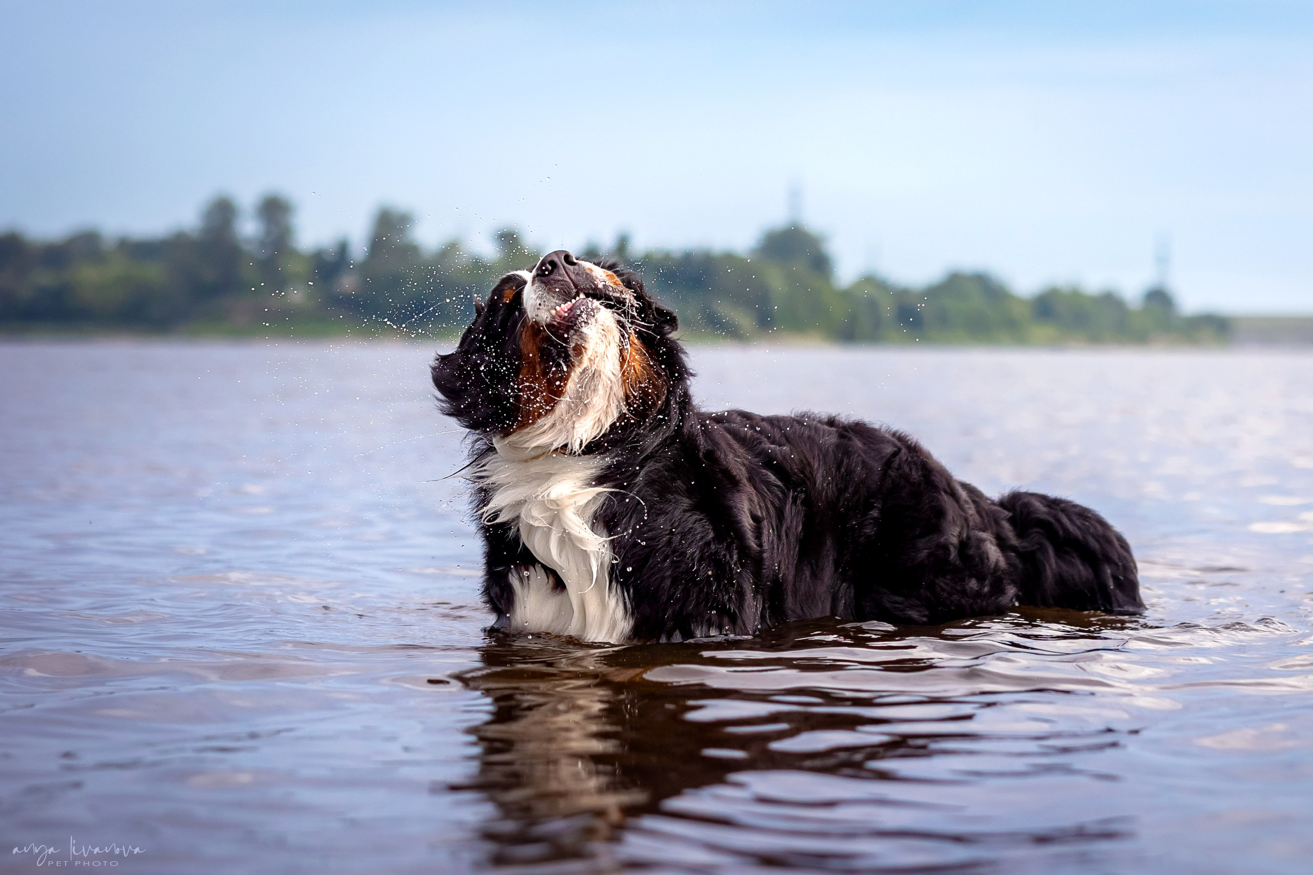 Маша и Буч. Фотограф анималист Аня Ливанова | Рыбинск
