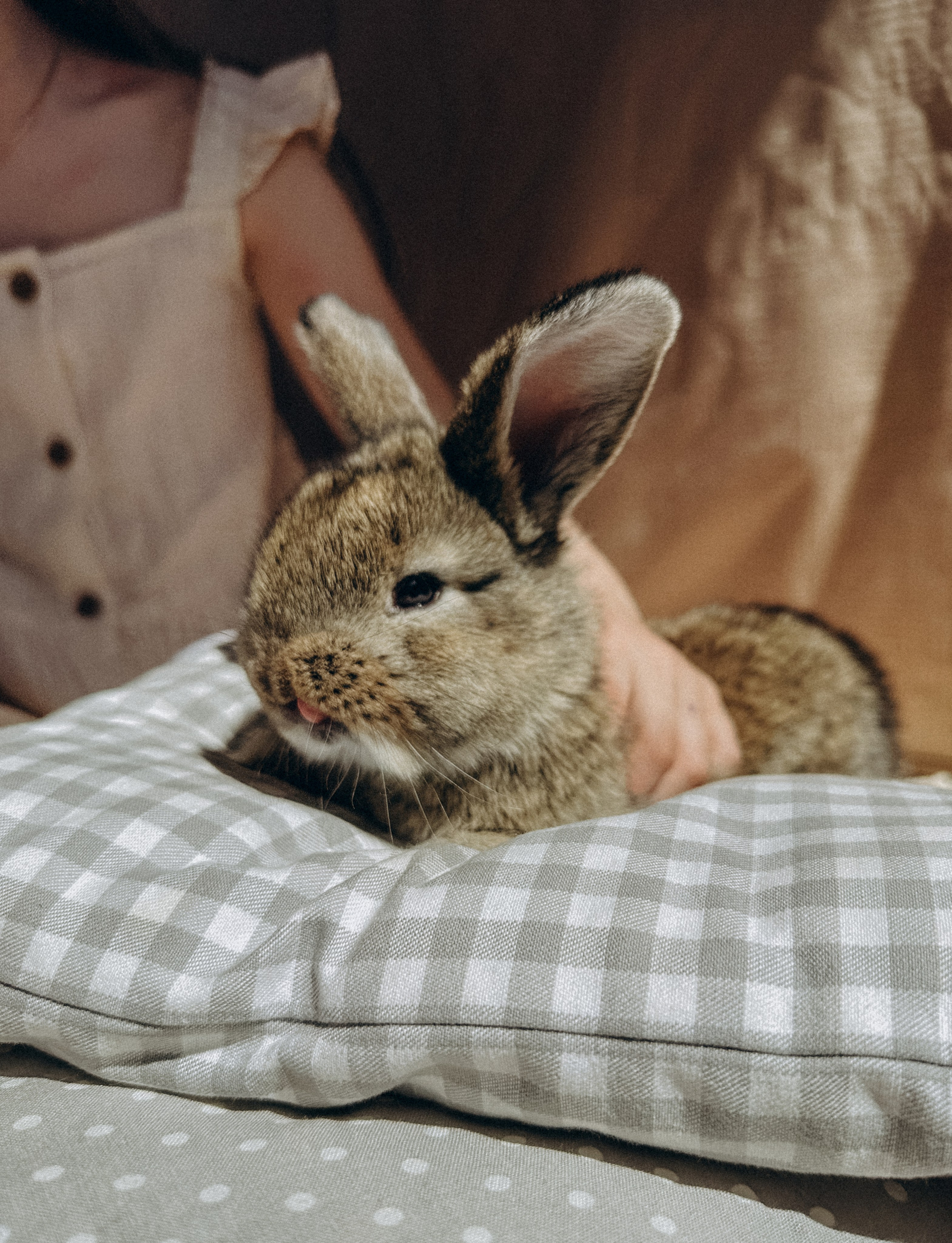 УШАСТАЯ ИСТОРИЯ…. FotoTanya. Раменское/Жуковский/Бронницы