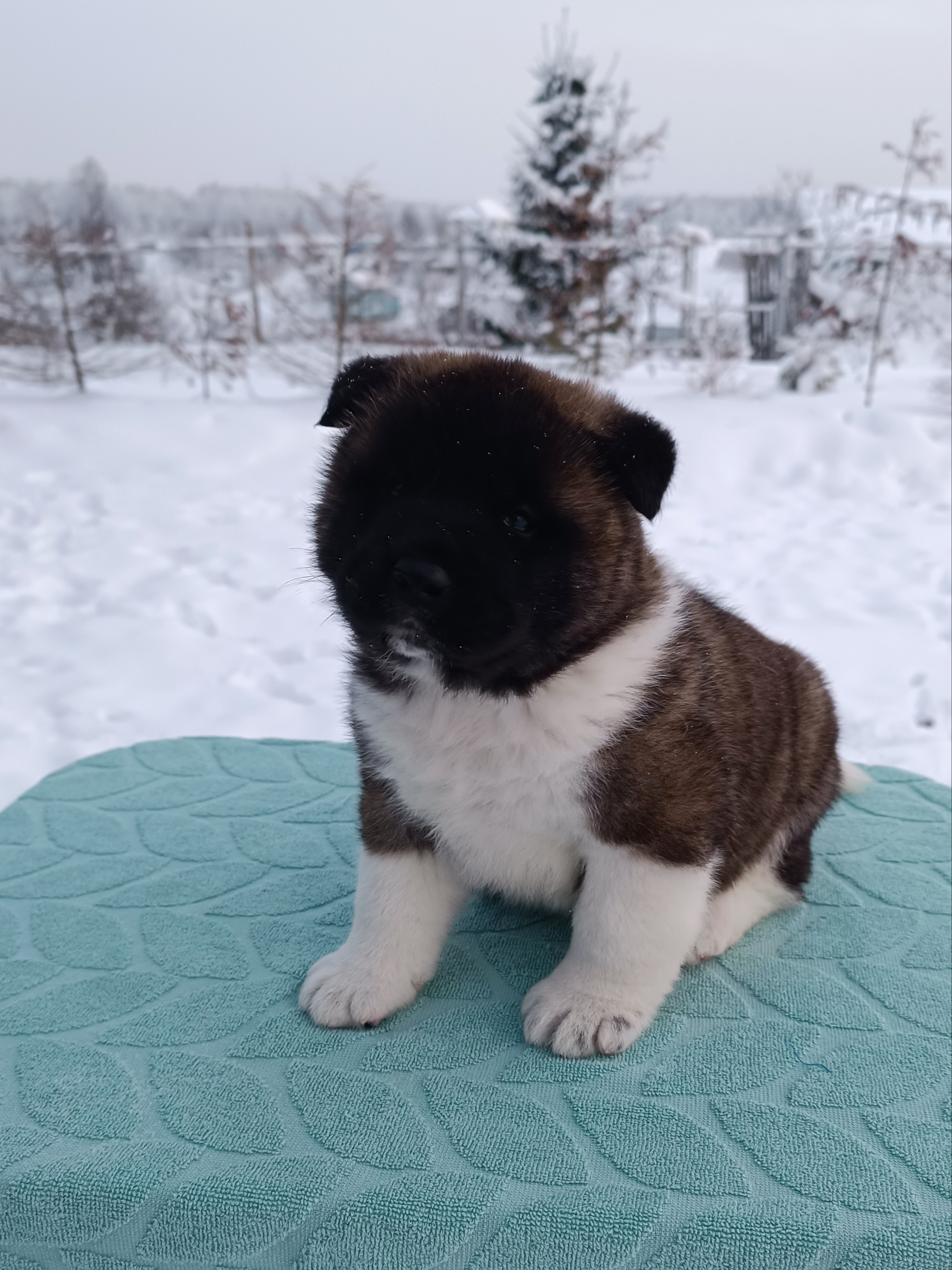 Американская акита  щенки питомник Санкт-Петербург клубные щенки Американская акита питомник RUBYLIGHT Рубилайт купить щенка американской акиты