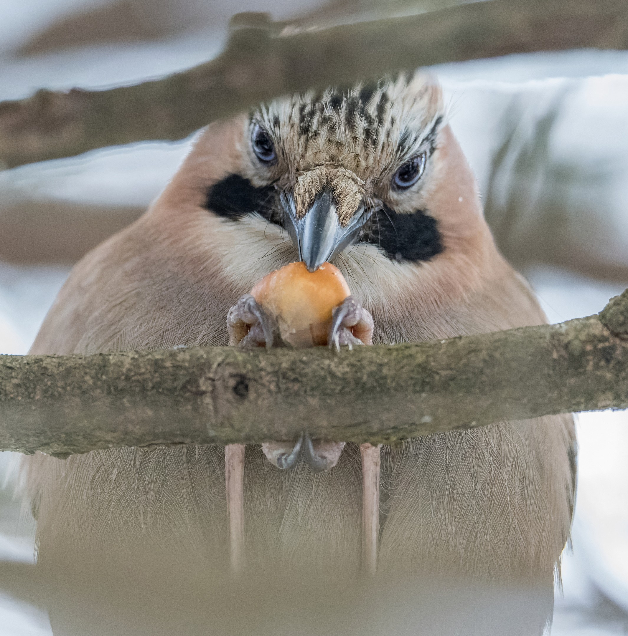Анималистика. Константин Дем | Фотограф