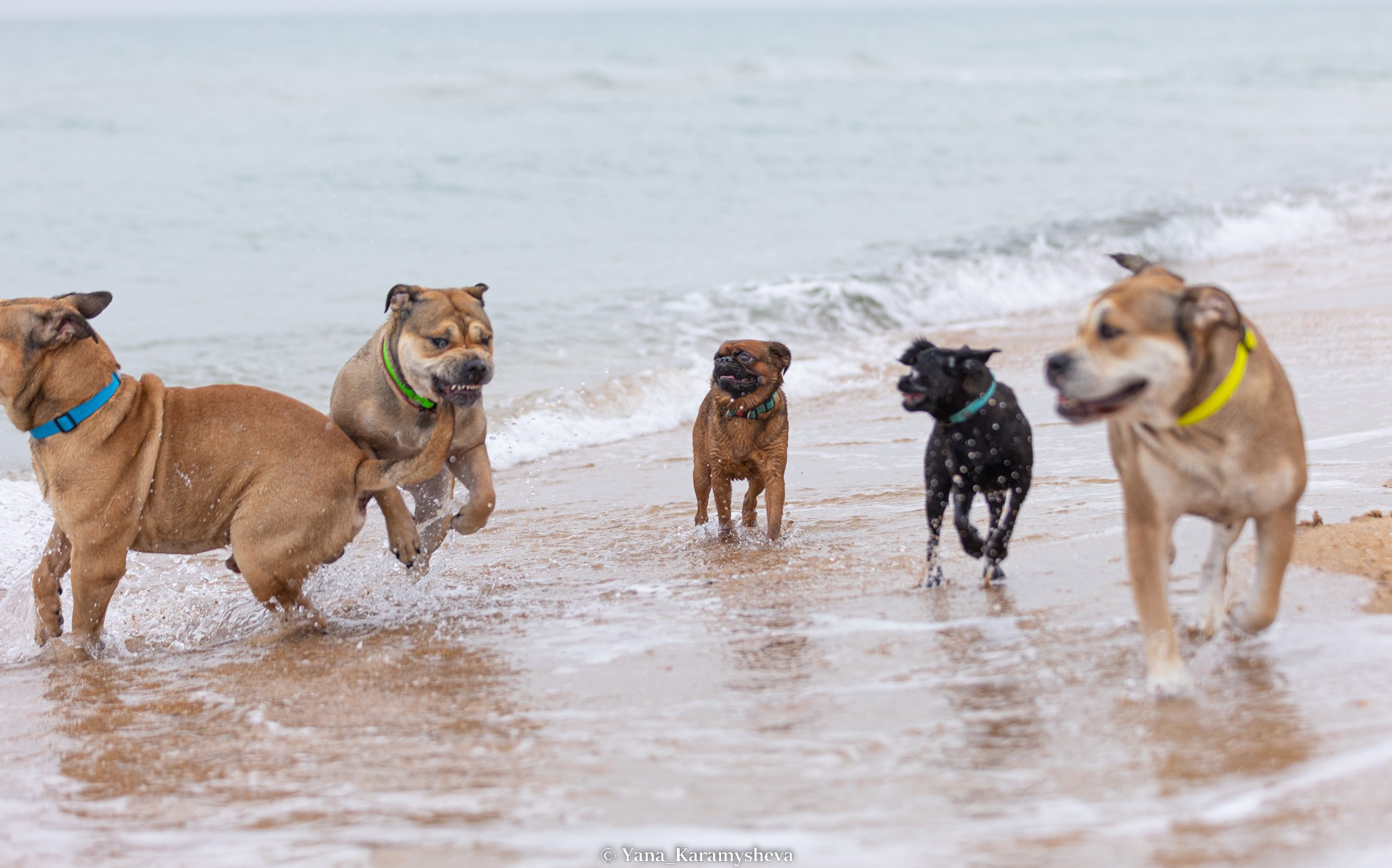 В движении. Yana Karamysheva Animal Photo