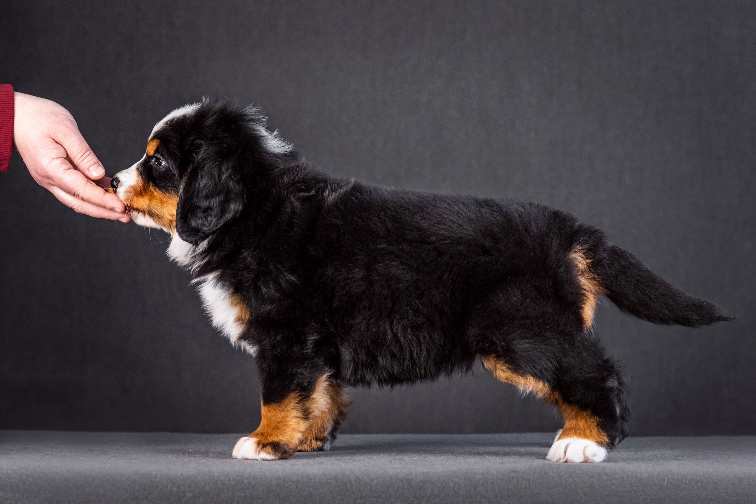 Берны. Фотограф анималист Аня Ливанова | Рыбинск