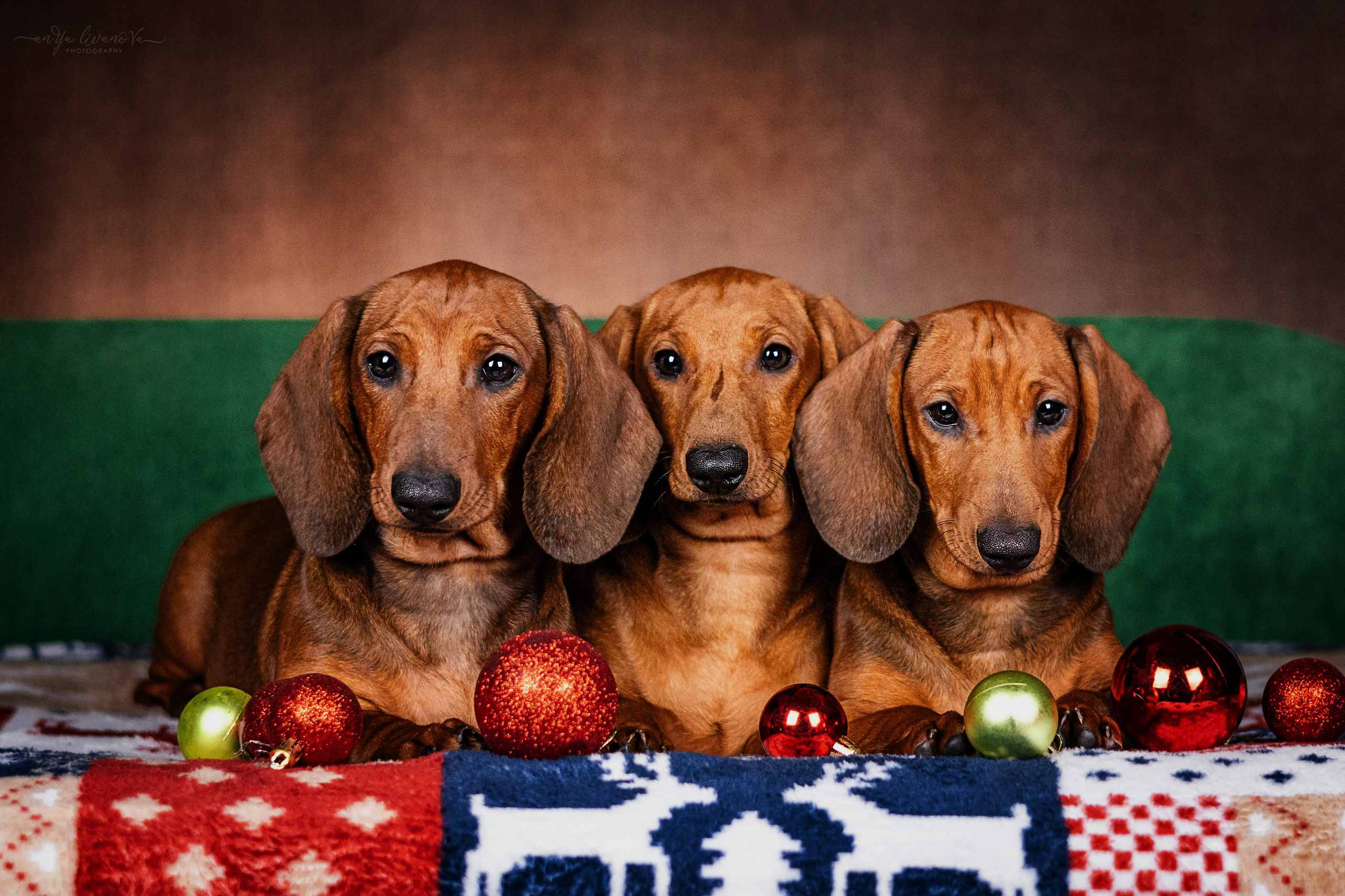 Новогодняя атмосфера в «Simply the Best». Фотограф анималист Аня Ливанова | Рыбинск