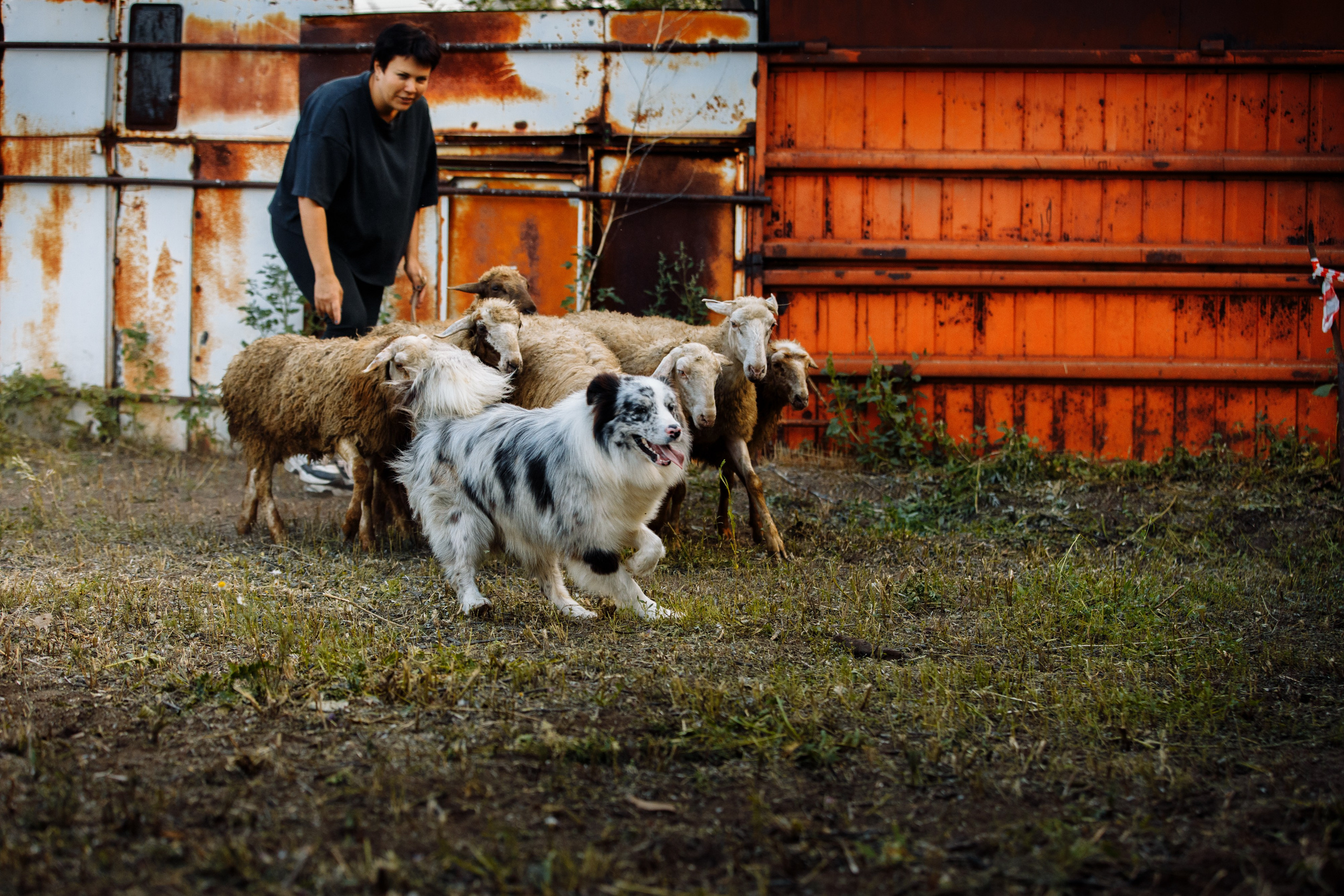 Овечий день. О нас