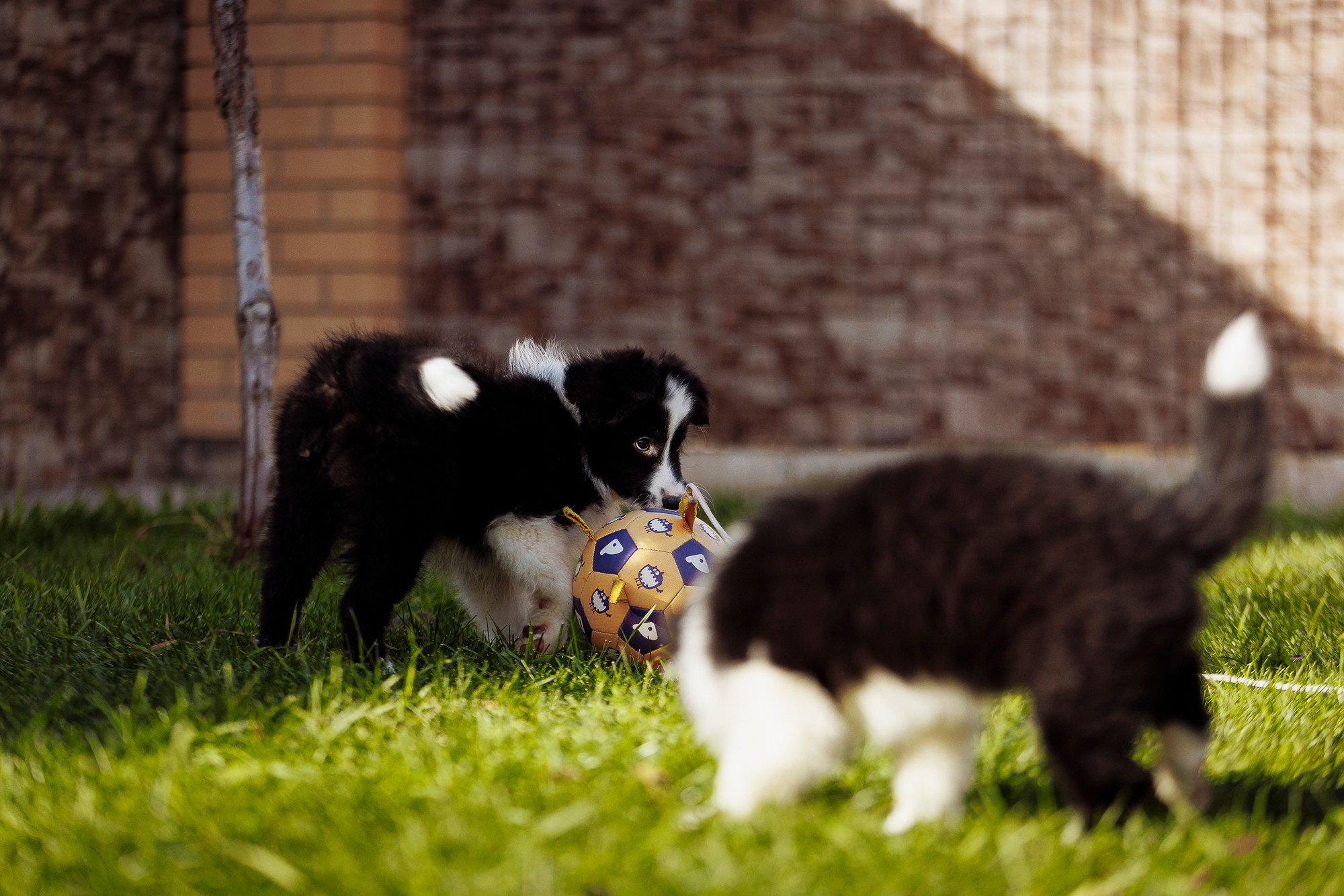 У дома с большой компанией от мала до велика. О нас
