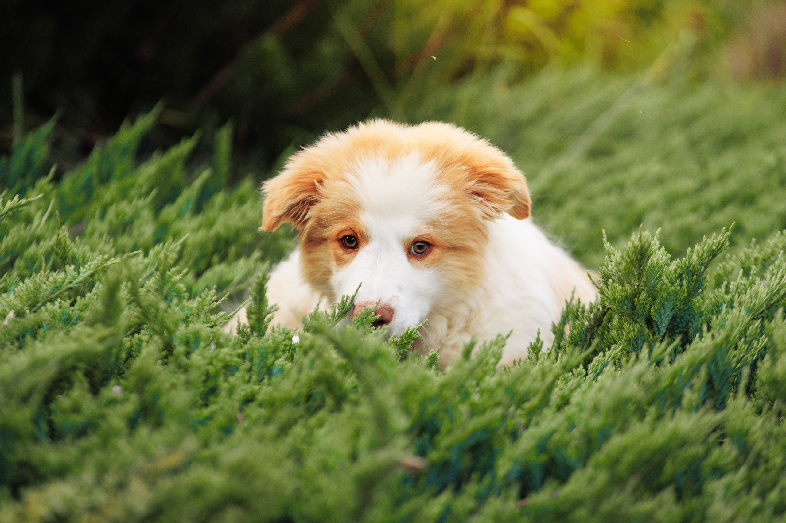 СОлнечные. О нас