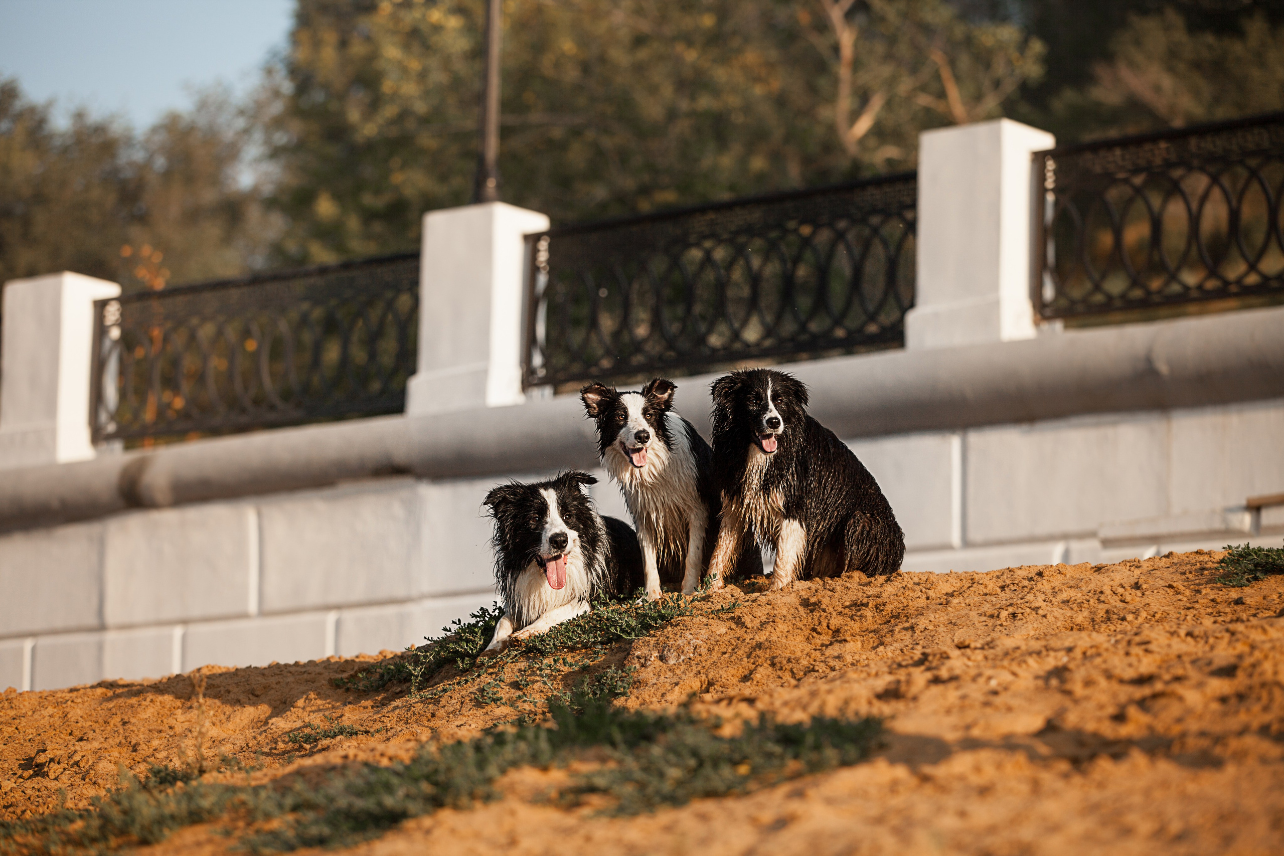 Сочный рассвет, на который решились. О нас