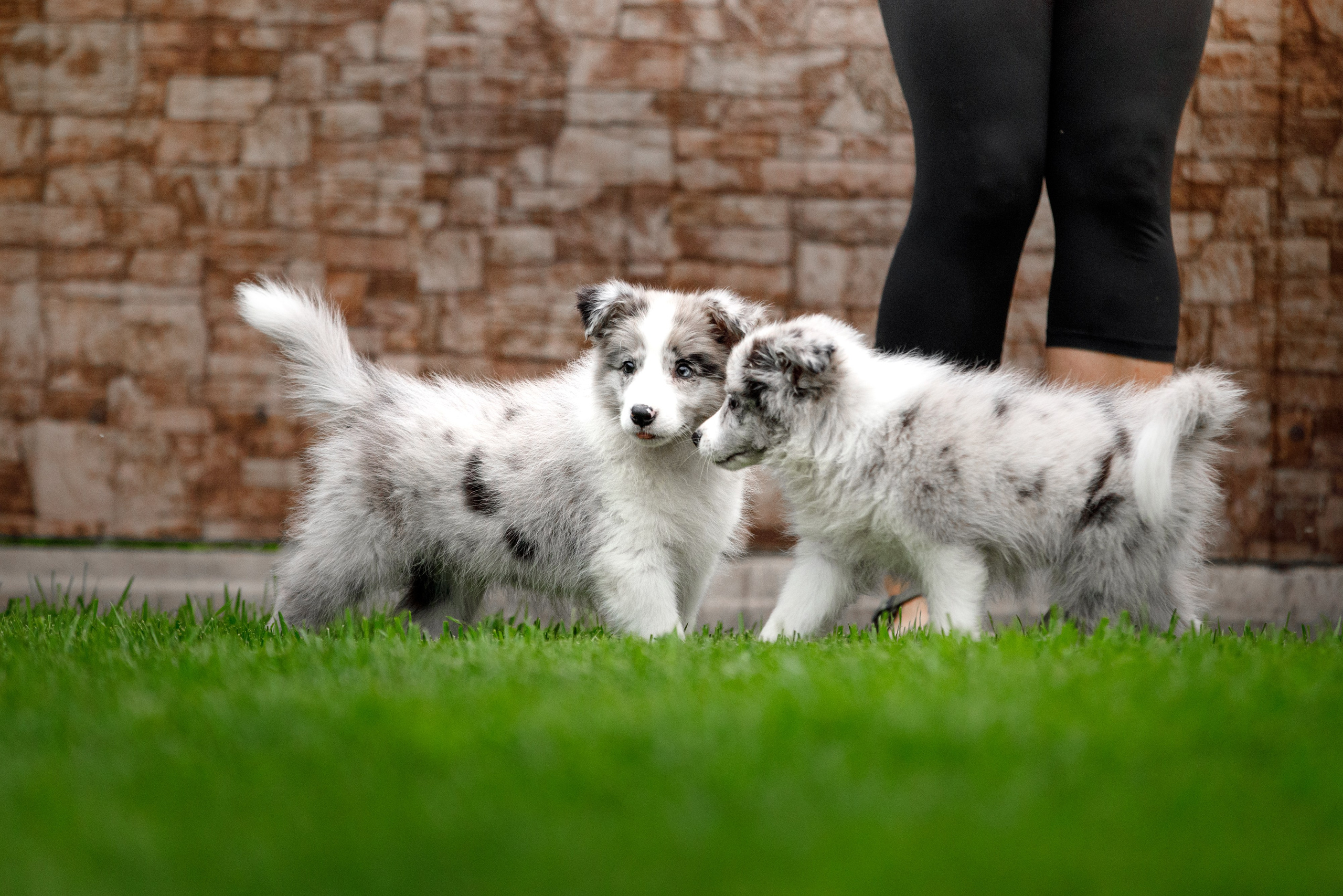 Болтовня в саду. О нас