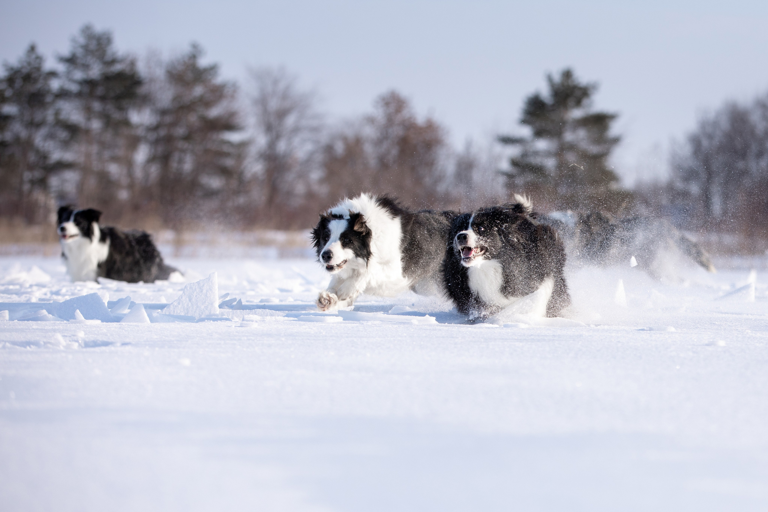 Мороз и солнце. О нас