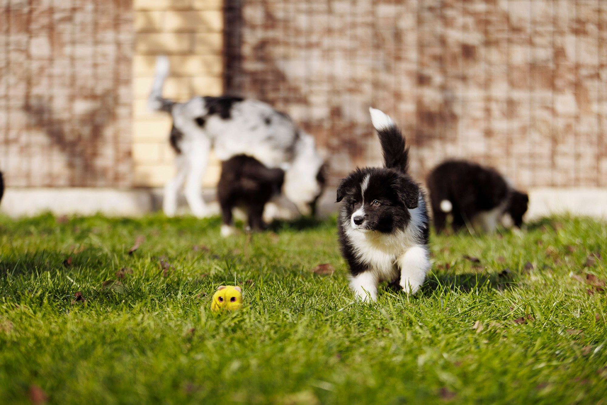 У дома с большой компанией от мала до велика. О нас
