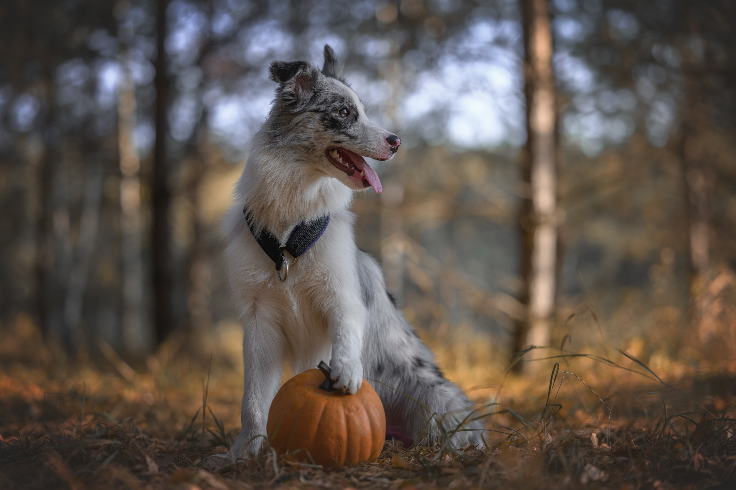 Хэллоуин. Фотограф Анималист в Москве Анастасия Жучкова