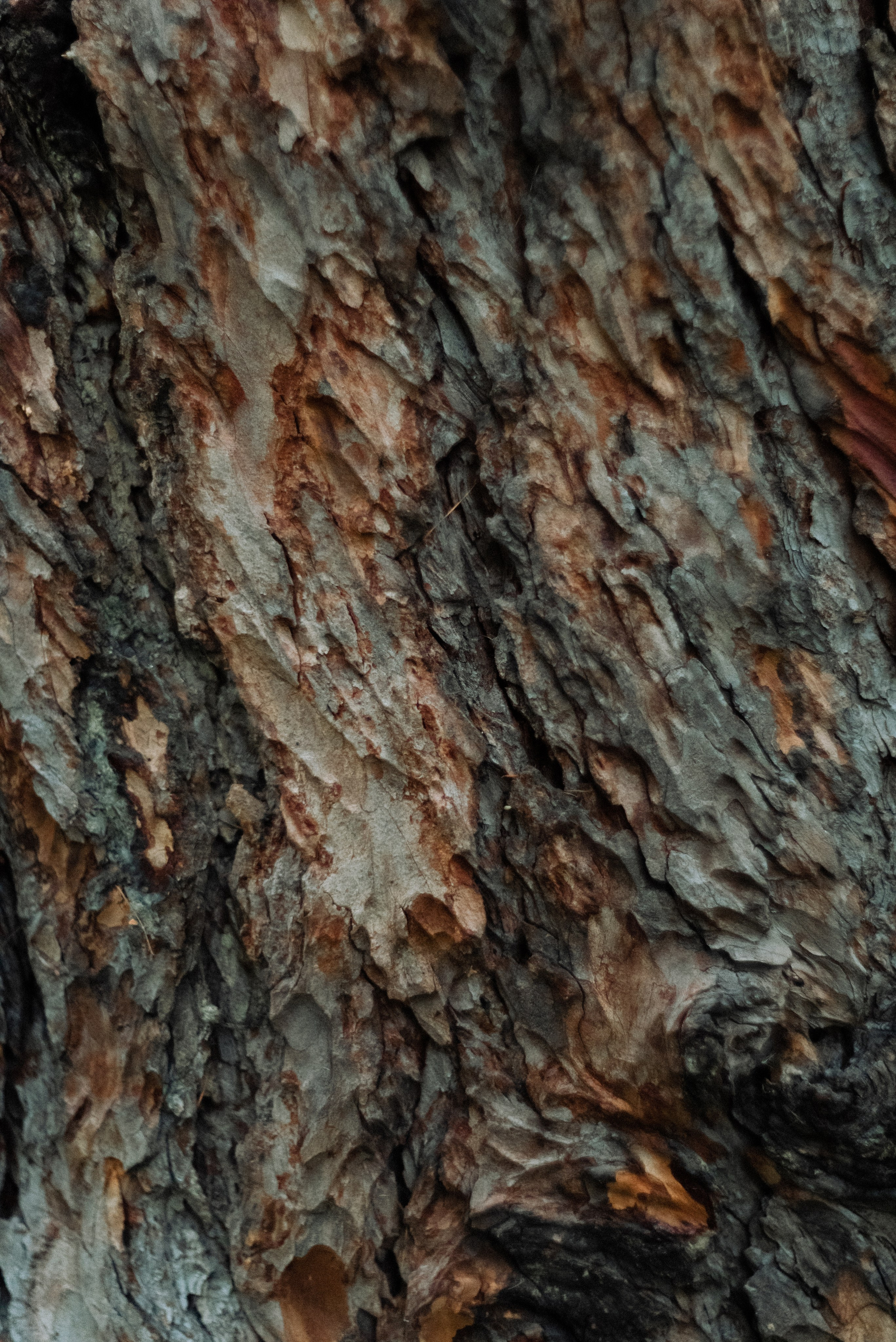 Autumn. Свадебный фотограф Санкт-Петербург DanyaPhotoart