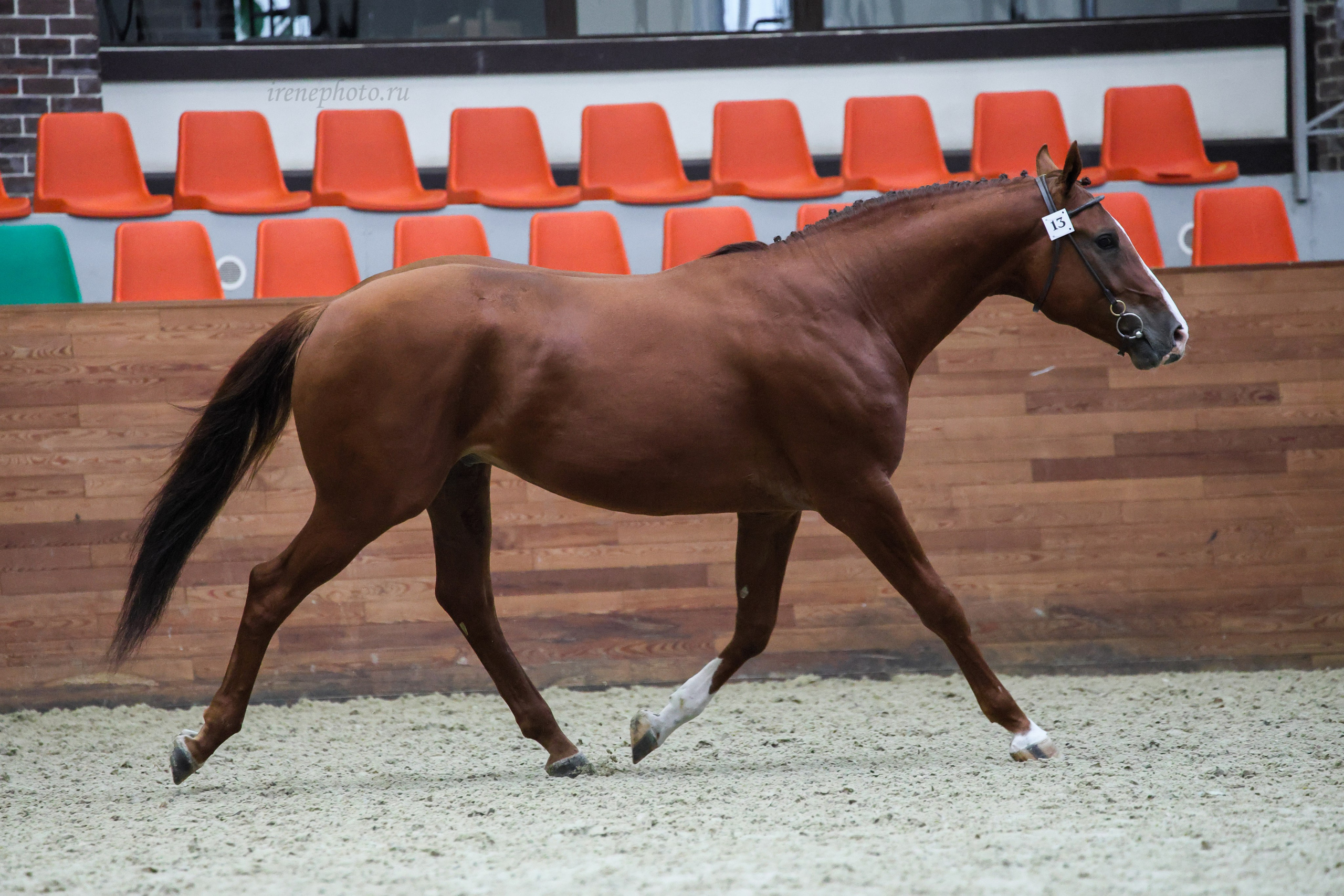 Конная Россия 2024 Оценка двигательных качеств. Irenephoto.ru