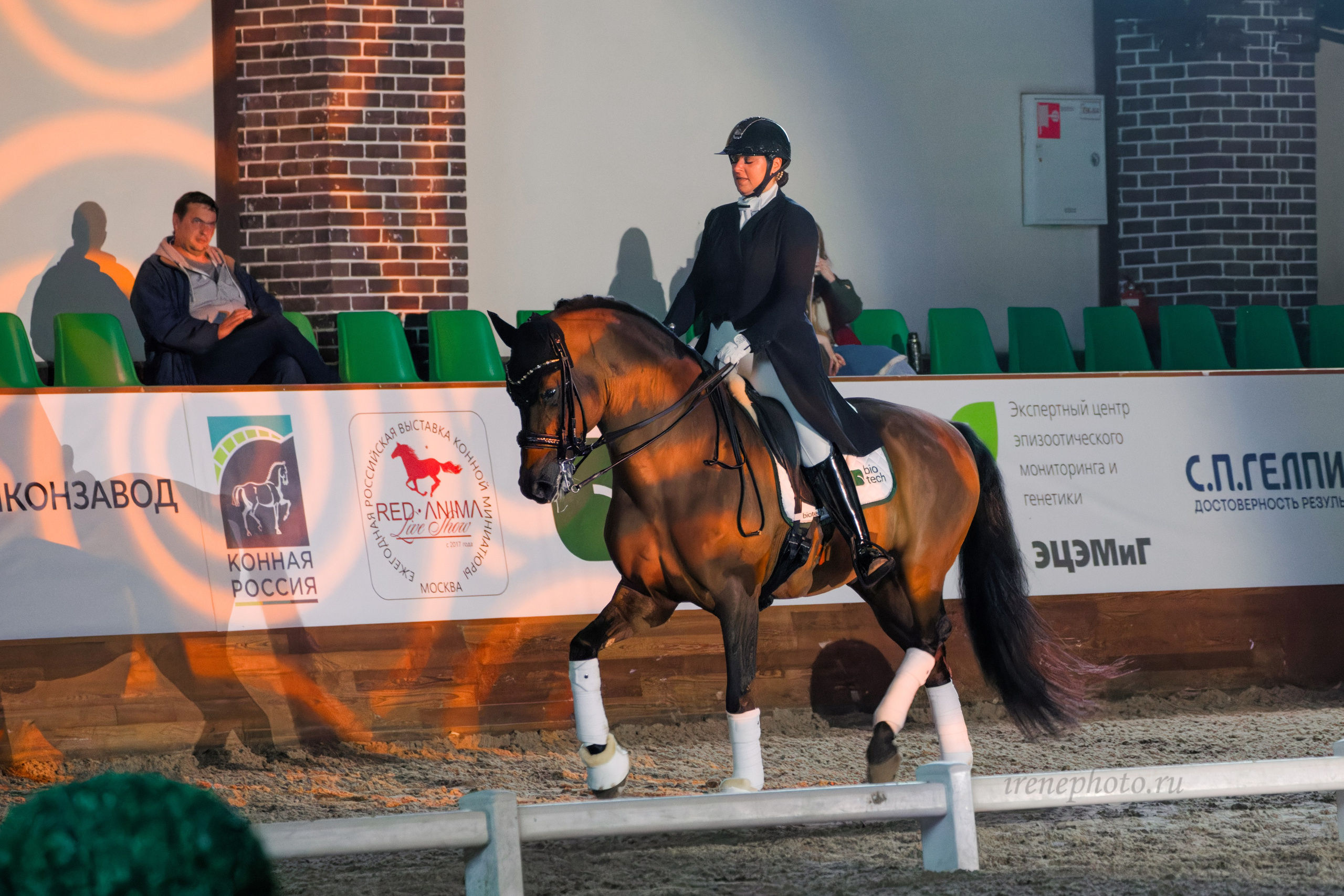 Конная Россия 2024. Irenephoto.ru