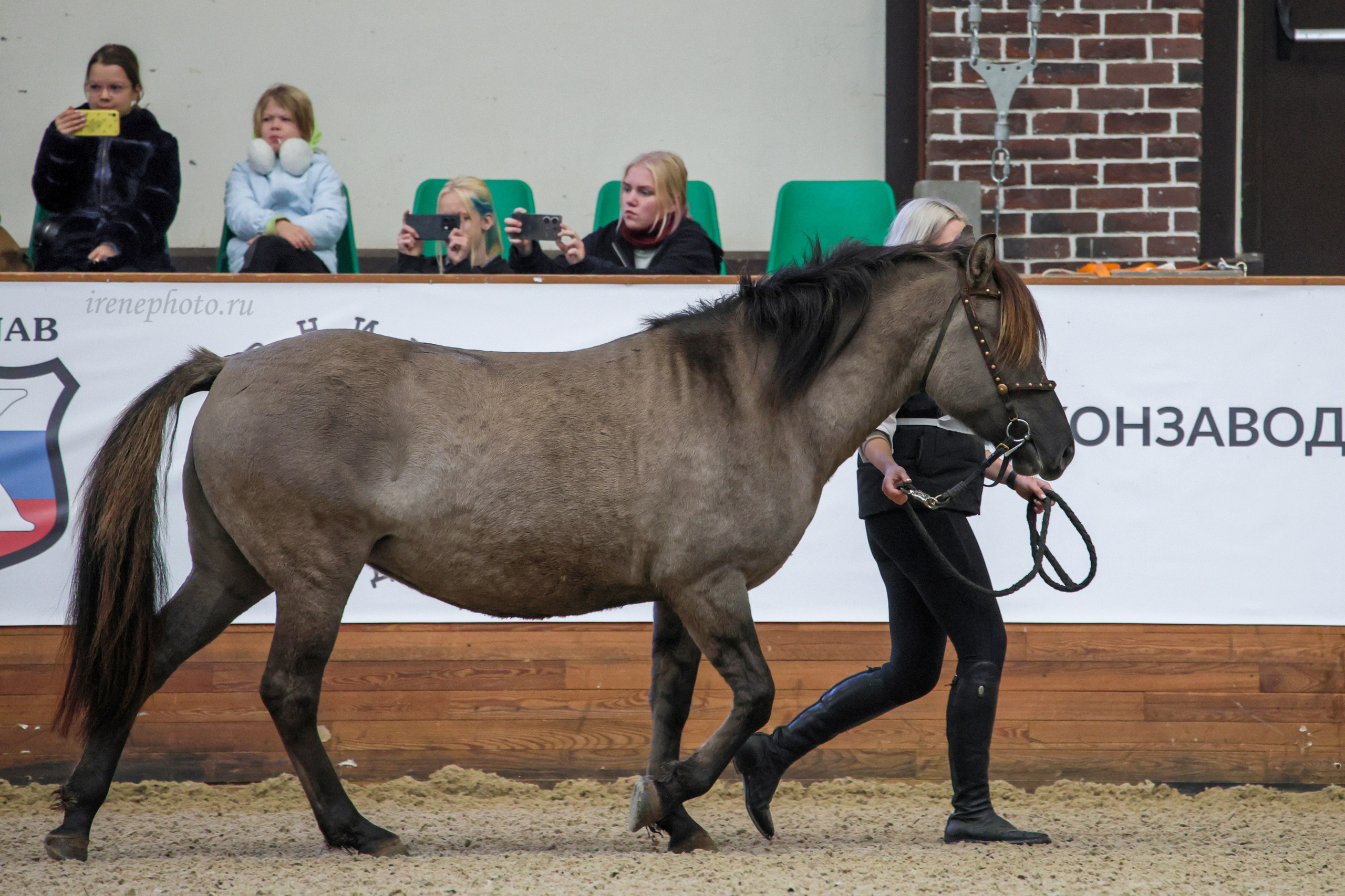 Конная Россия 2024. Irenephoto.ru