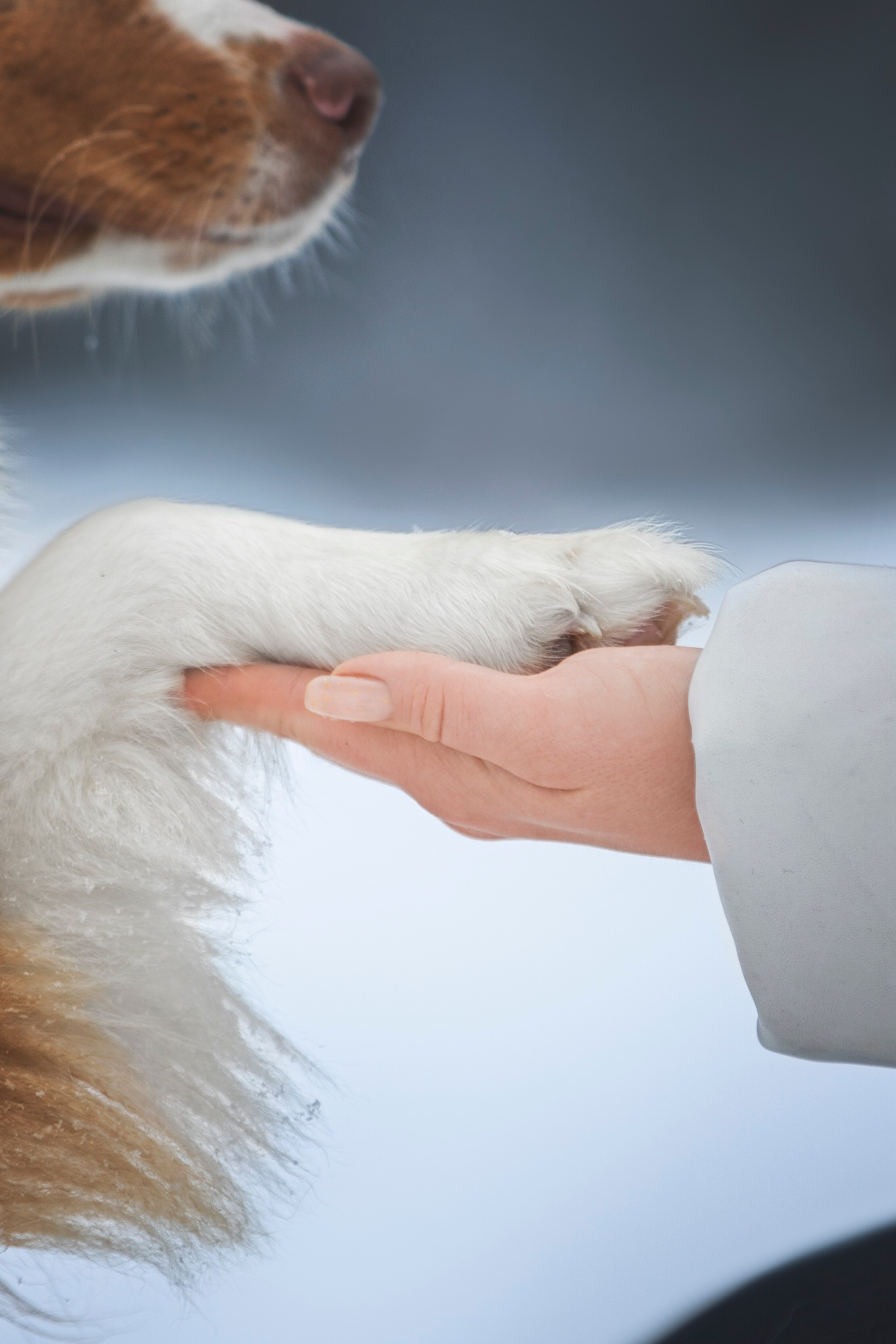 Настя, Игорь, Тесс и Марс. Фотограф анималист в Москве Майорова Евгения