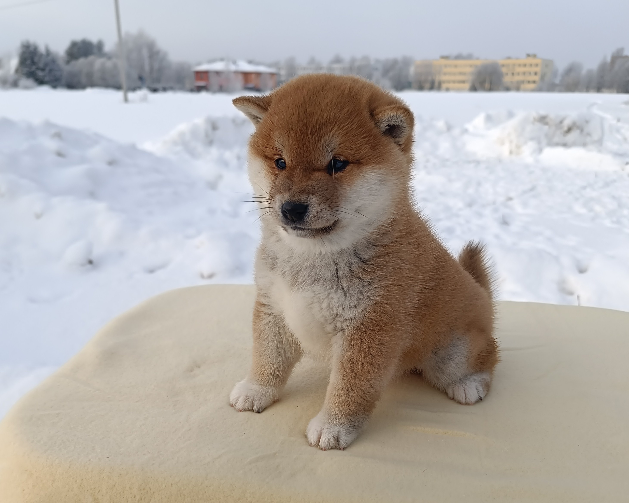 сиба питомник Рубилайт щенки на продажу rubylight  сиба щенки купить СПб Санкт-Петербург 