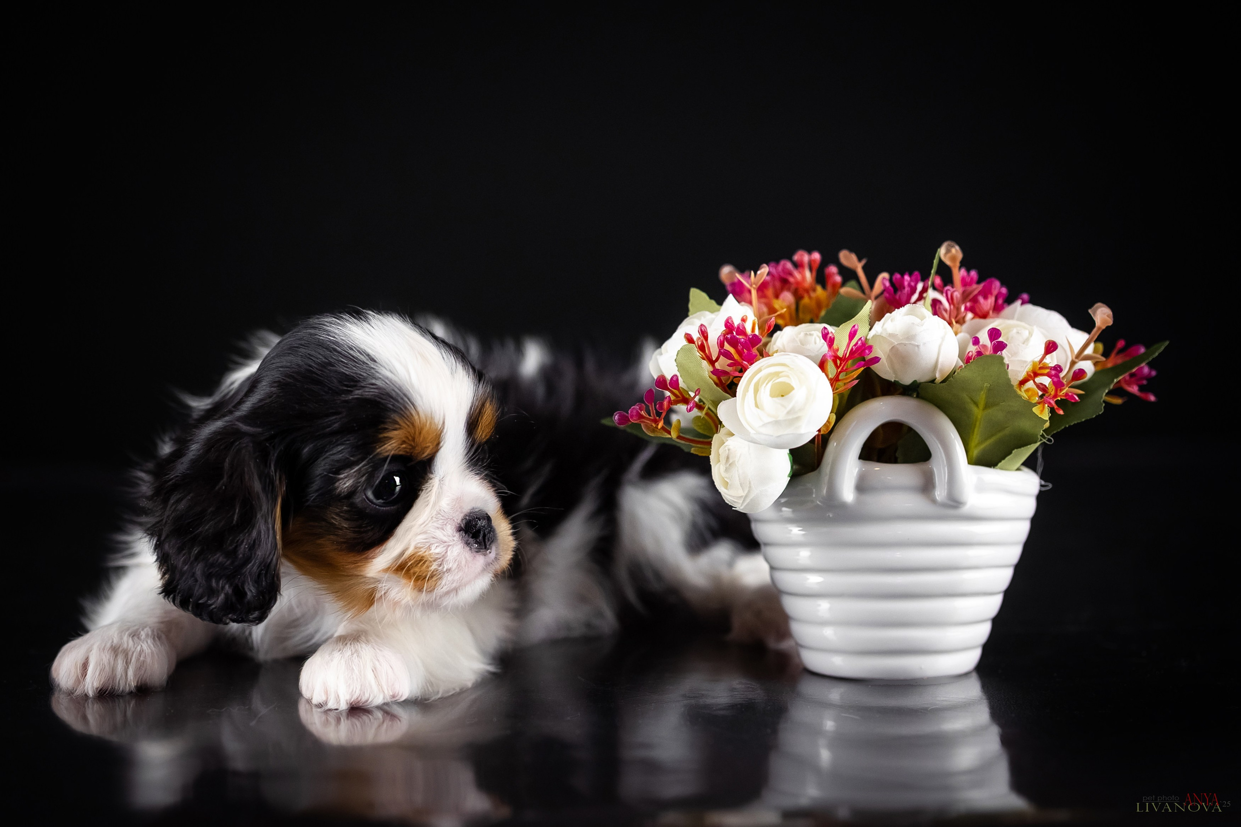 Кавалерчики. Фотограф анималист Аня Ливанова | Рыбинск