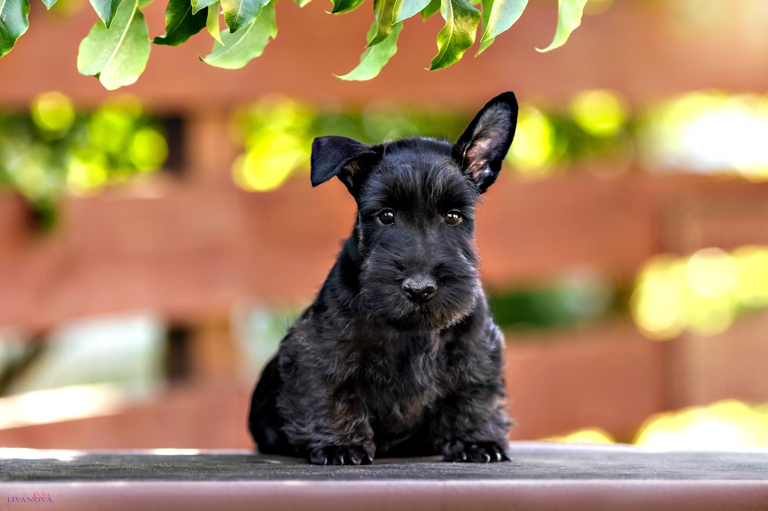 Скотчики. Фотограф анималист Аня Ливанова | Рыбинск