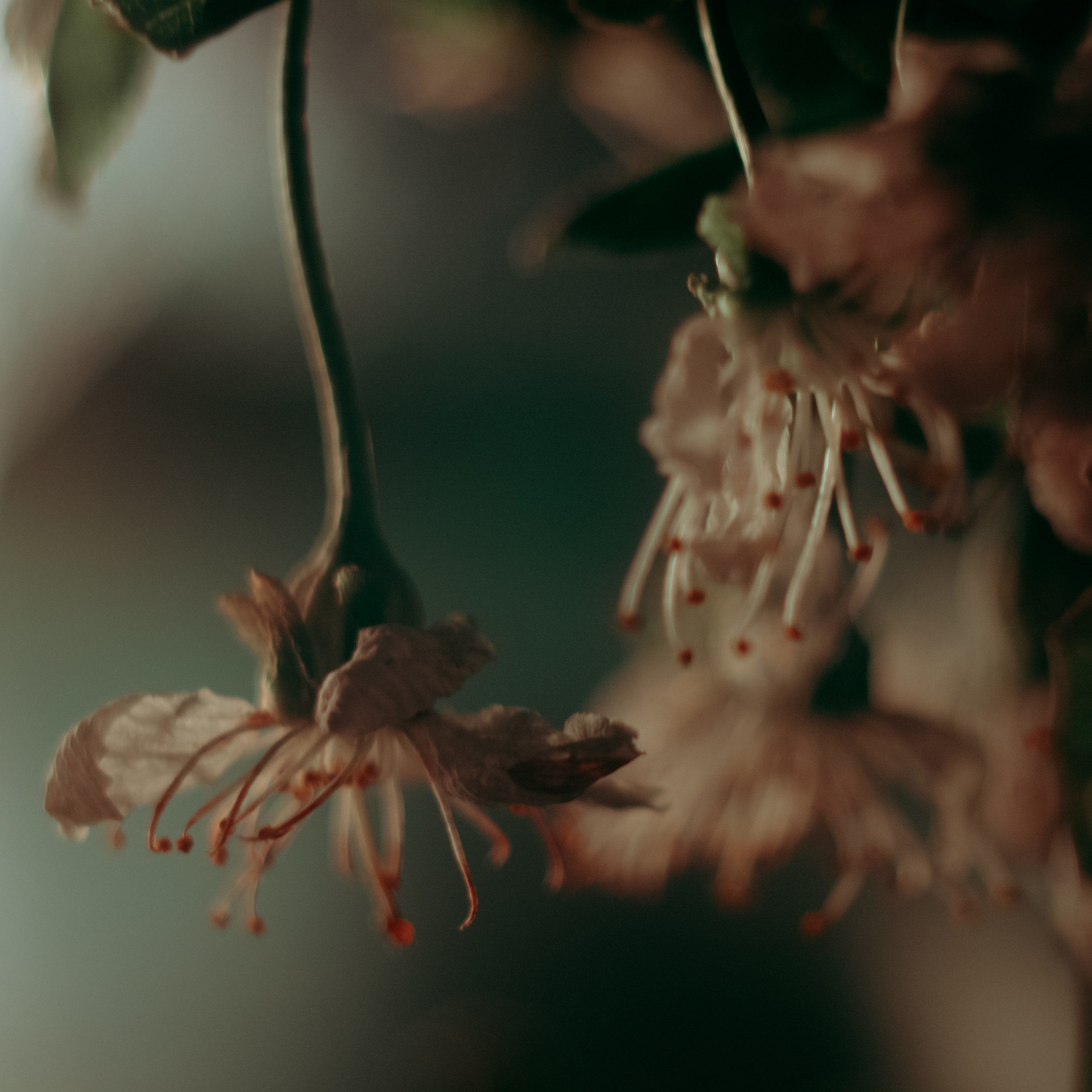 Zoya Smirnova|Visual Artist & Director. Zoya Smirnova | Visual Artist & Director