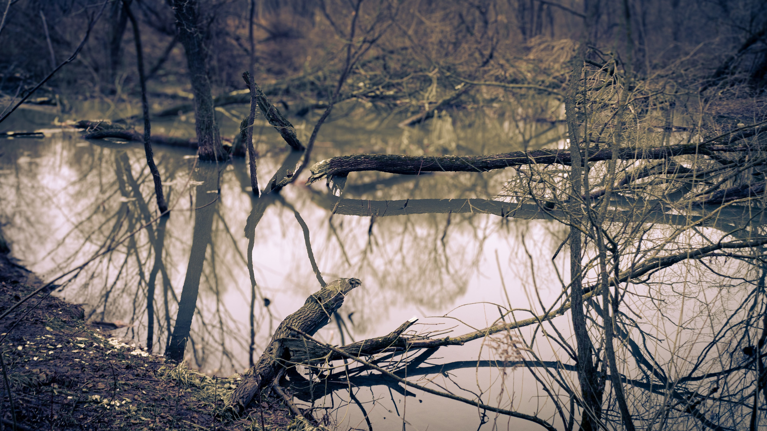 Сырость января 25-го. ПОБУДЬ ЗДЕСЬ И ЦЕЛЕЕ БУДЕТ ЭТОТ МИР