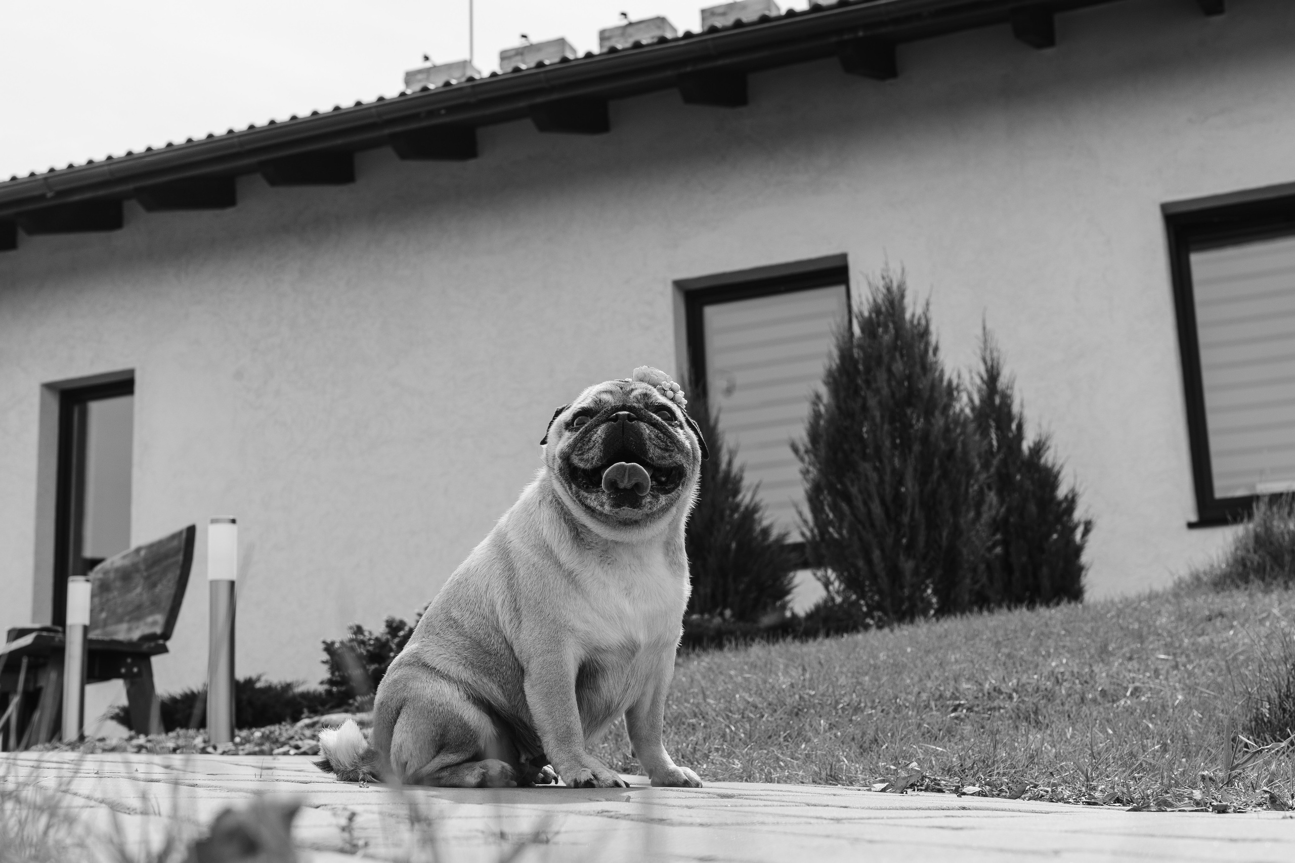 Замечательная свадьба в Белом Замке Шамони в Красноярске. Свадебный фотограф-видеограф в Красноярске Евгений Константинопольский
